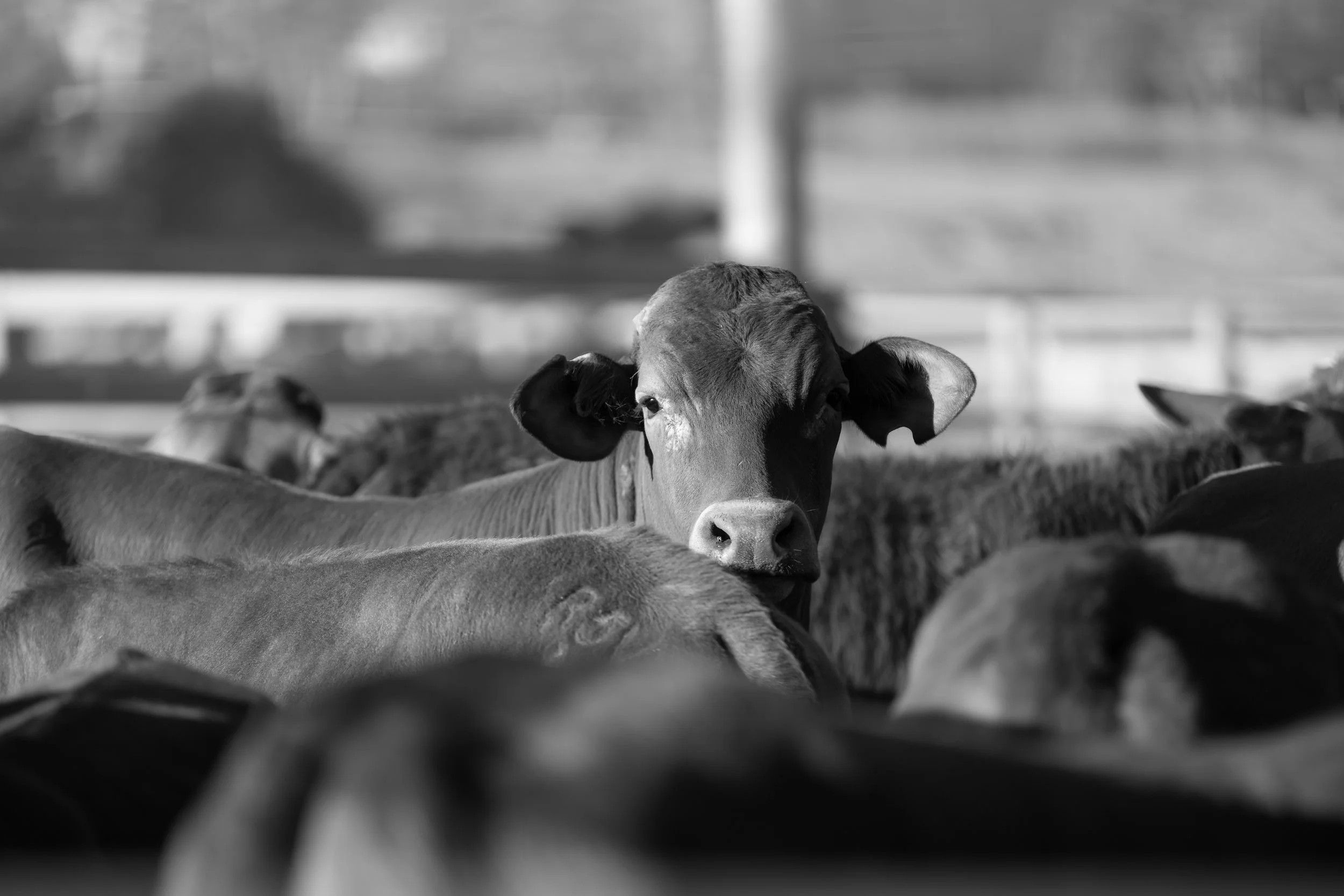 A group of cows lying down outdoors with a fence and trees in the background.