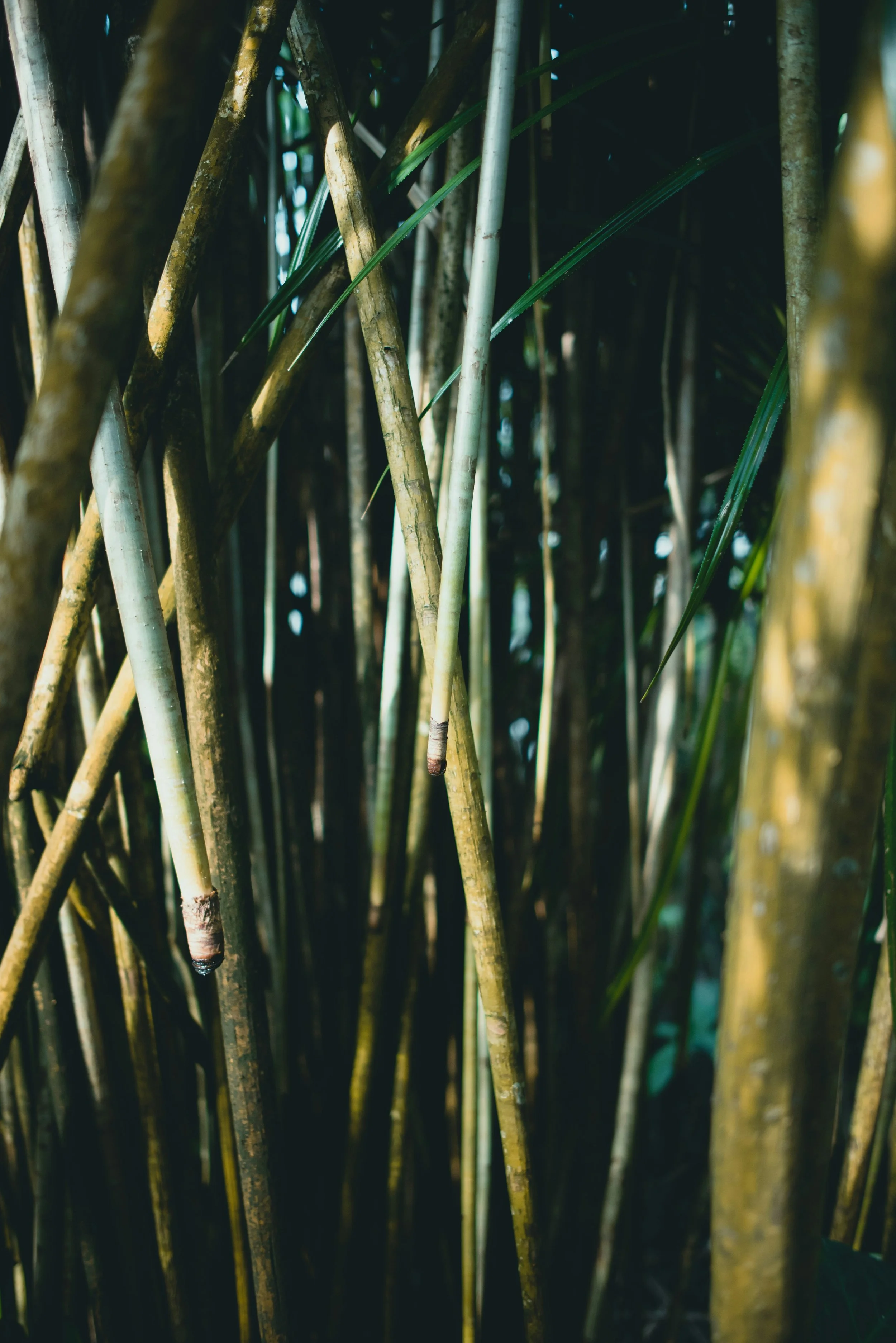 Sunlight filtering through a dense grove of tall bamboo.