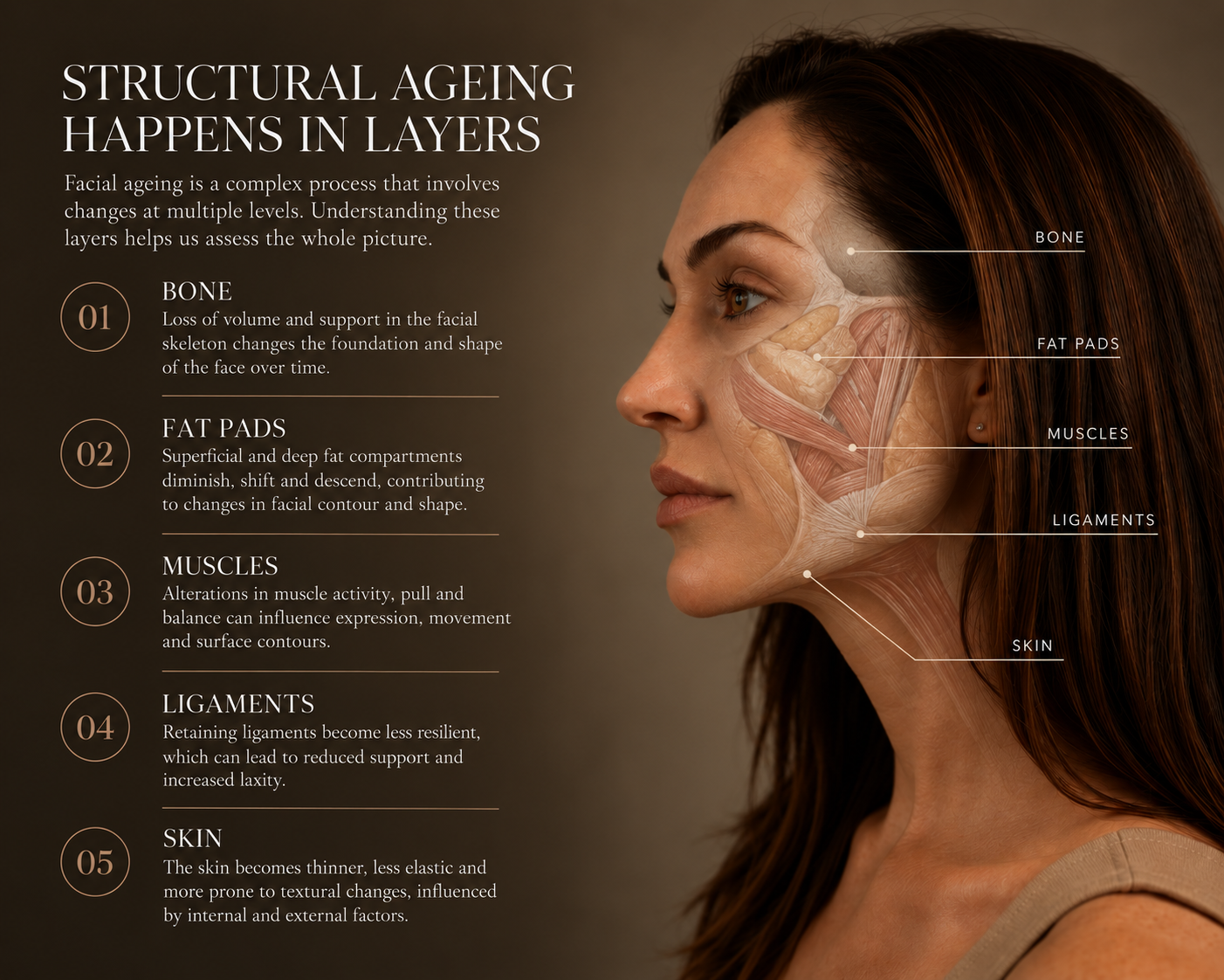 An educational overview of the structural layers involved in facial ageing, including changes to bone, facial fat pads, muscles, retaining ligaments and skin at Lau-vei Haus, Brisbane. Ascot.