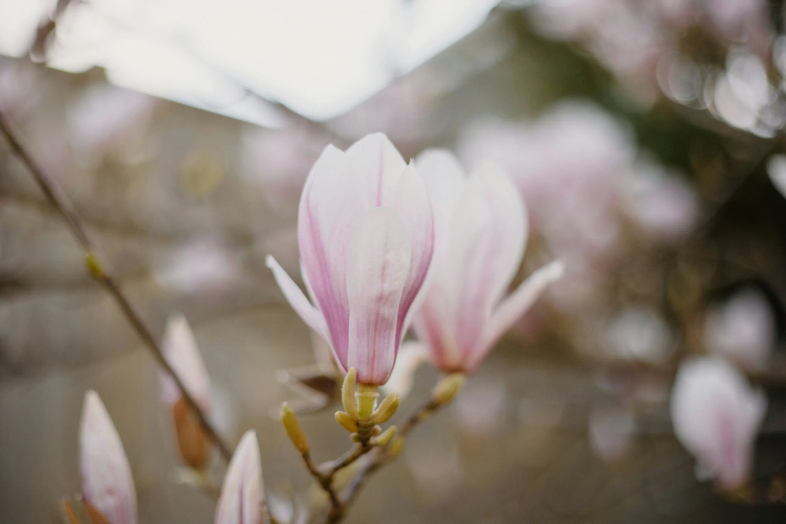 magnolia flower symbolizing growth and healing for intuitive coaching and reiki energy work