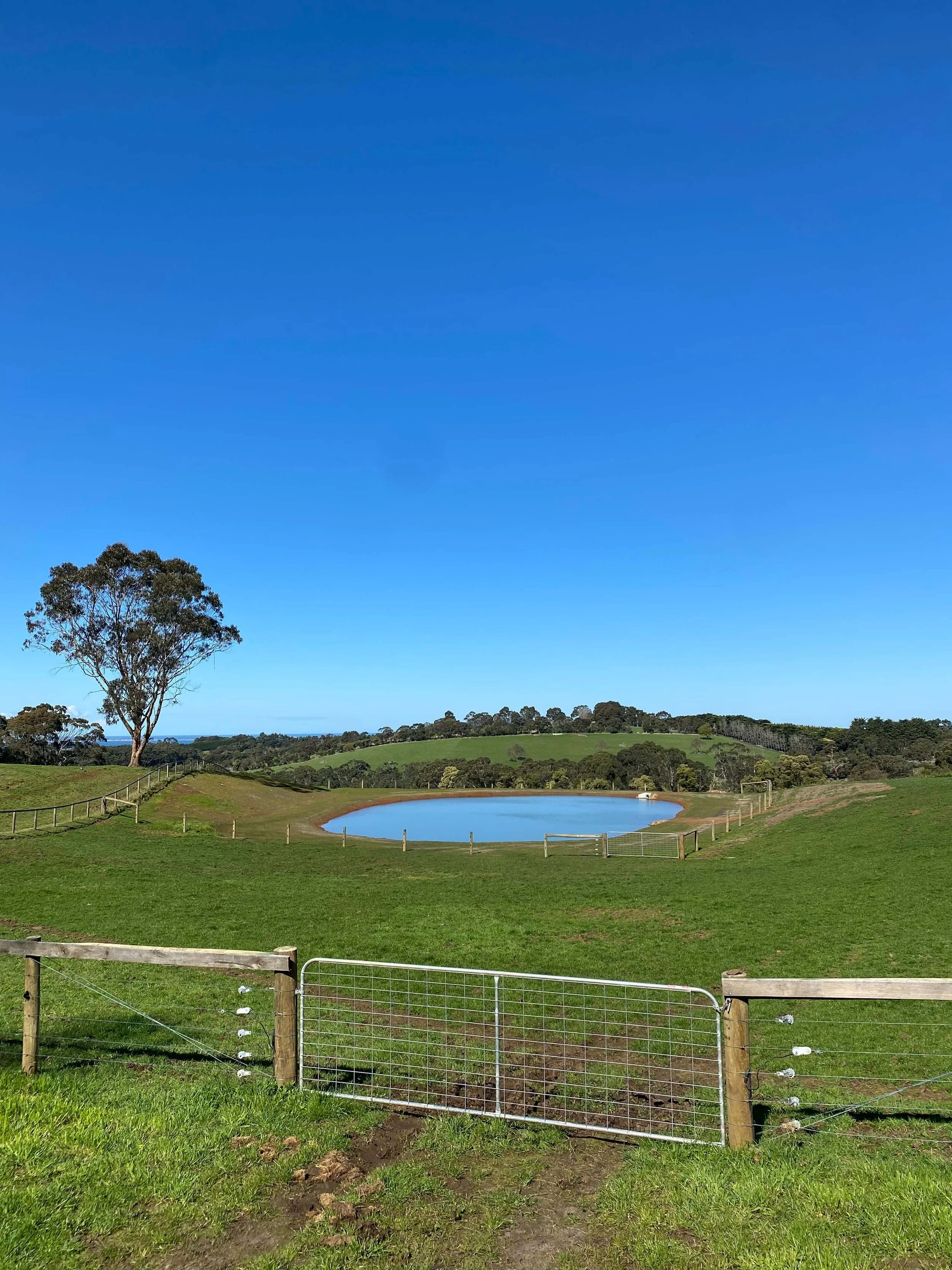 A farm in the West Gippsland hills. Green grass and a farm gate in the foreground looking across to a very neatly prepared, full dam that is bright blue reflecting the blue sky.