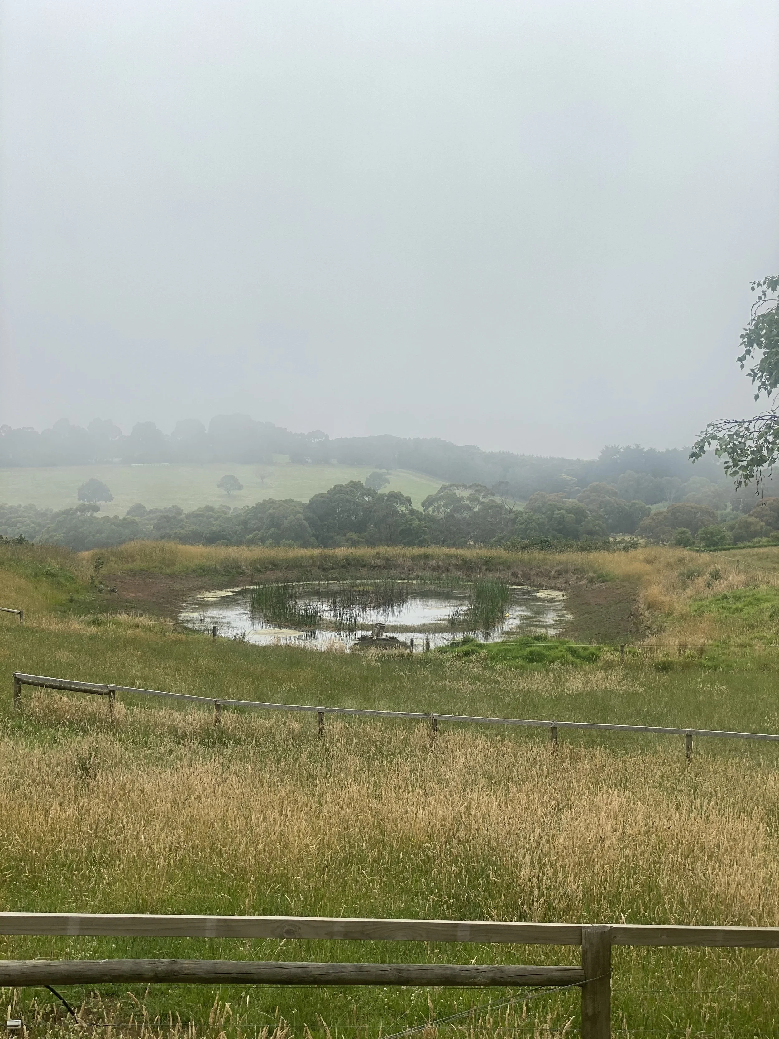 A dam clogged with weeds and looking half empty sits in a rural property surrounded by green hills and trees.