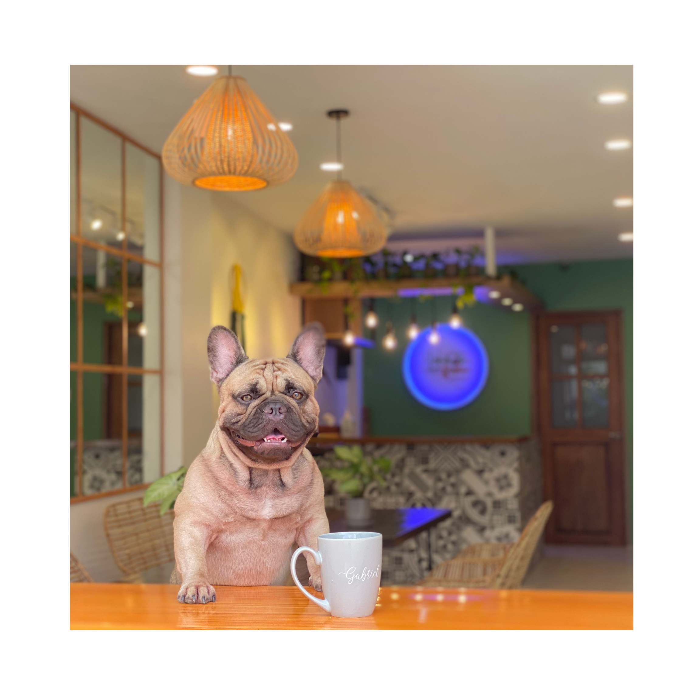 A French Bulldog sitting on a wooden table in a cafe, with a white mug nearby that has the name 'Gabriel' written on it, and decorated furniture and lighting in the background.
