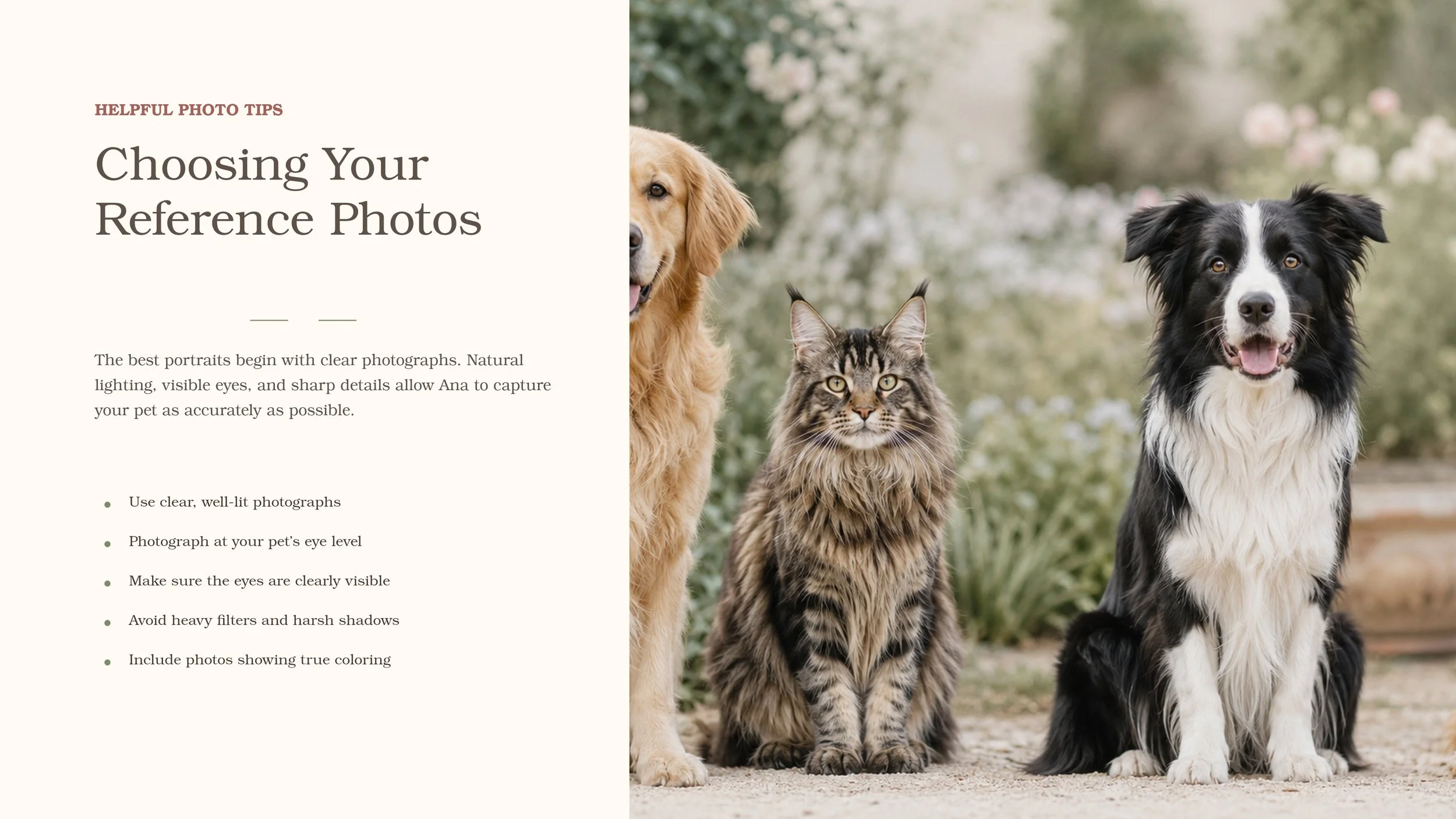 A page from a guide on selecting reference photos for pets, featuring a photo of a dog, a cat, and a Border Collie outdoors with a blurred background of flowers and greenery.