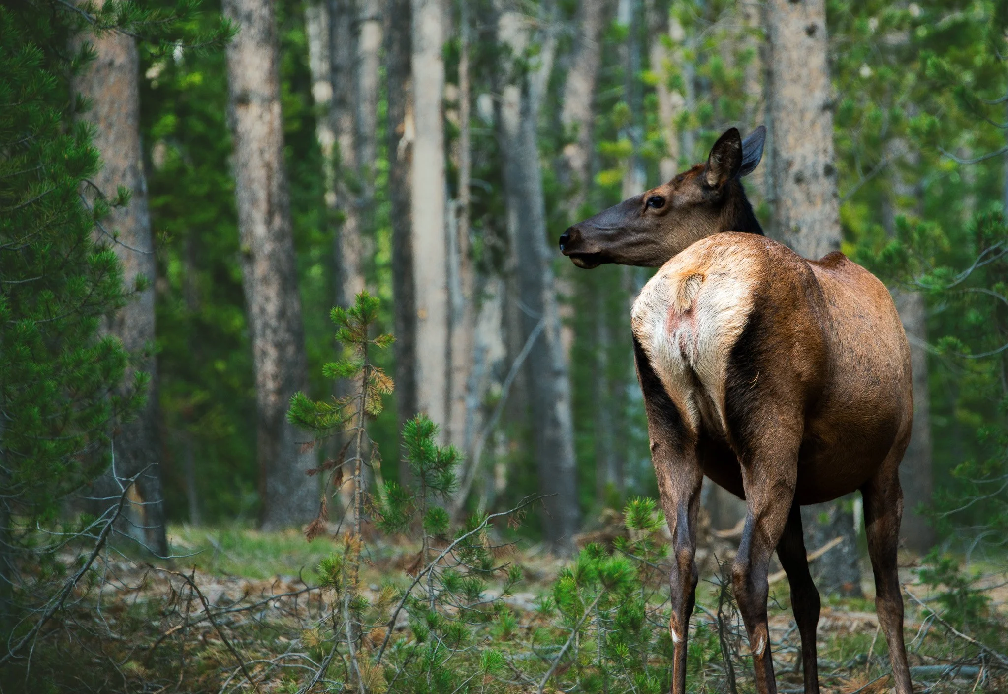 A moose standing among trees in a forest with green foliage.