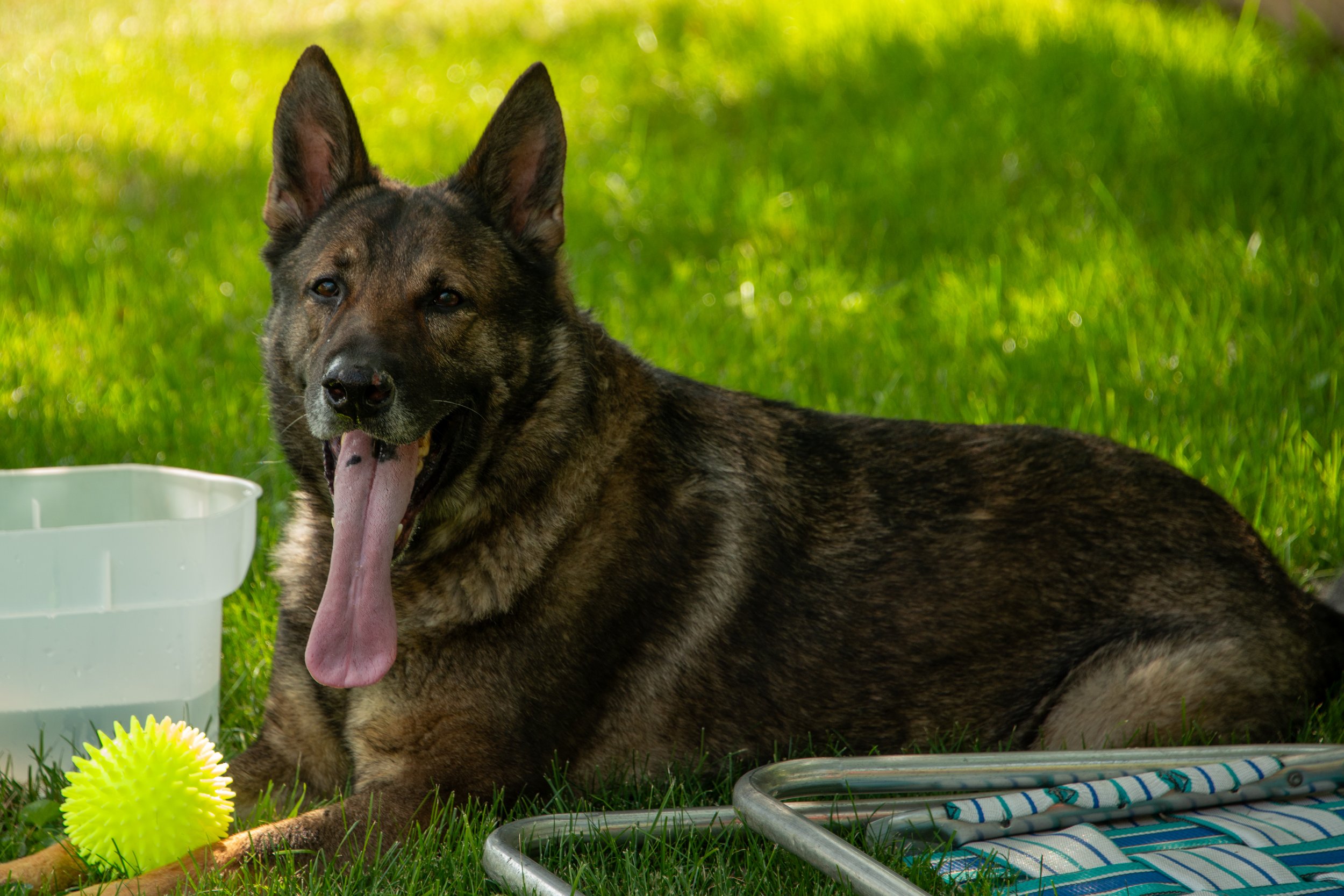 A brindle-colored German Shepherd dog lying on green grass outdoors, with its tongue out. There are dog toys and a water bowl nearby, set in a sunny environment.