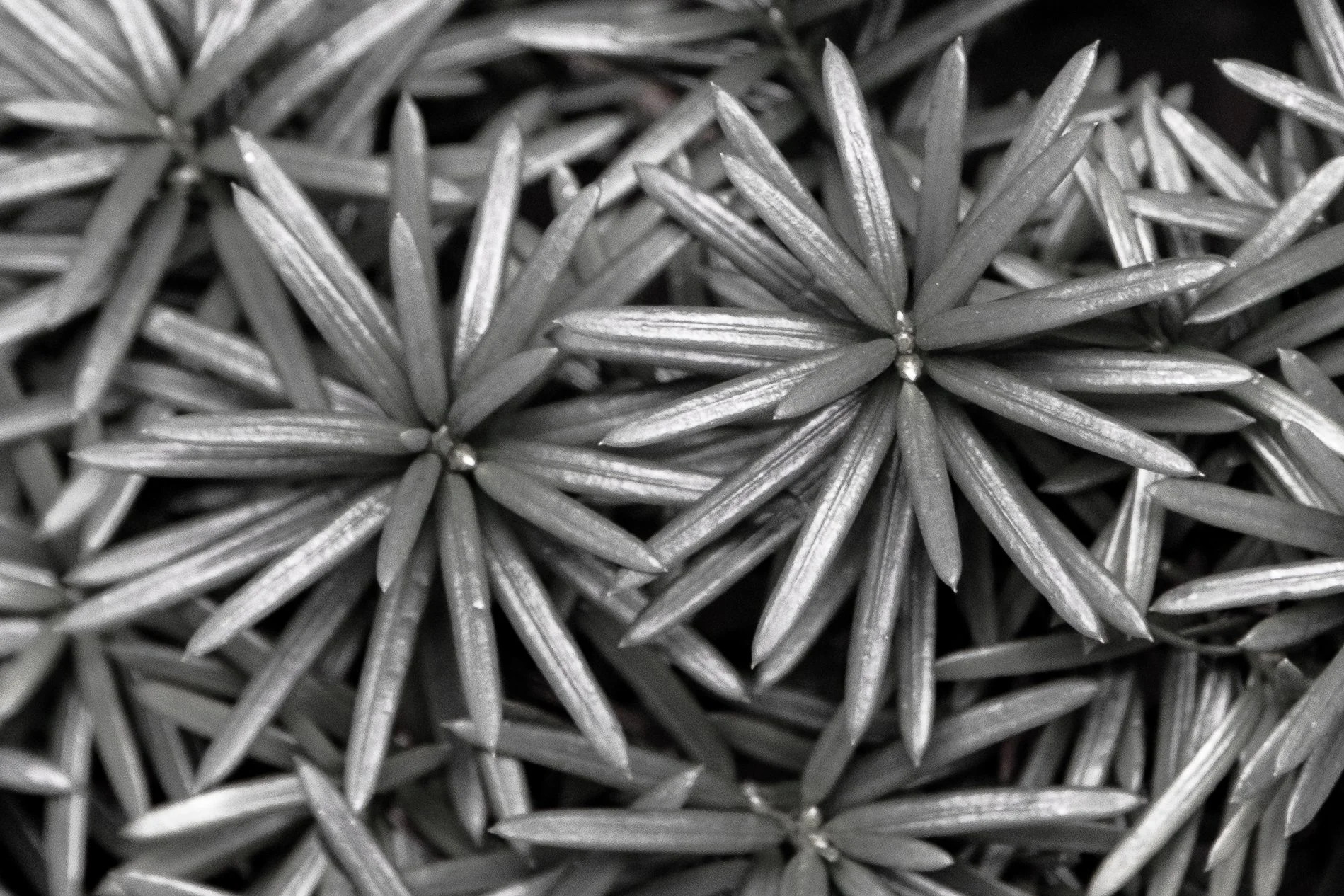Close-up black and white photograph of clustered star-shaped succulent plant leaves with pointed tips.