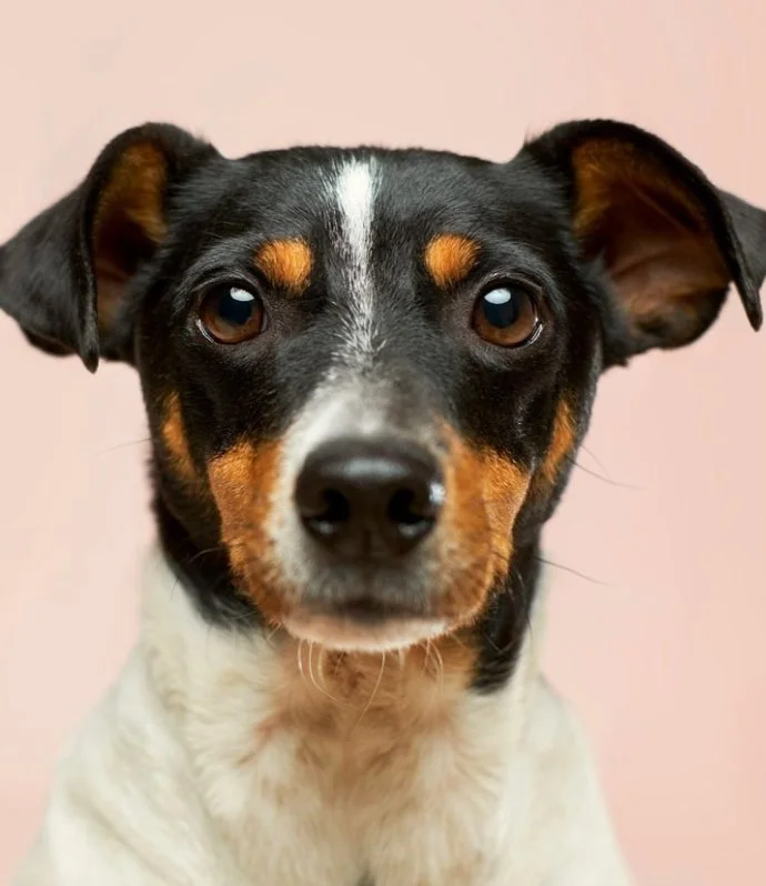 private dog chef, real food for pets