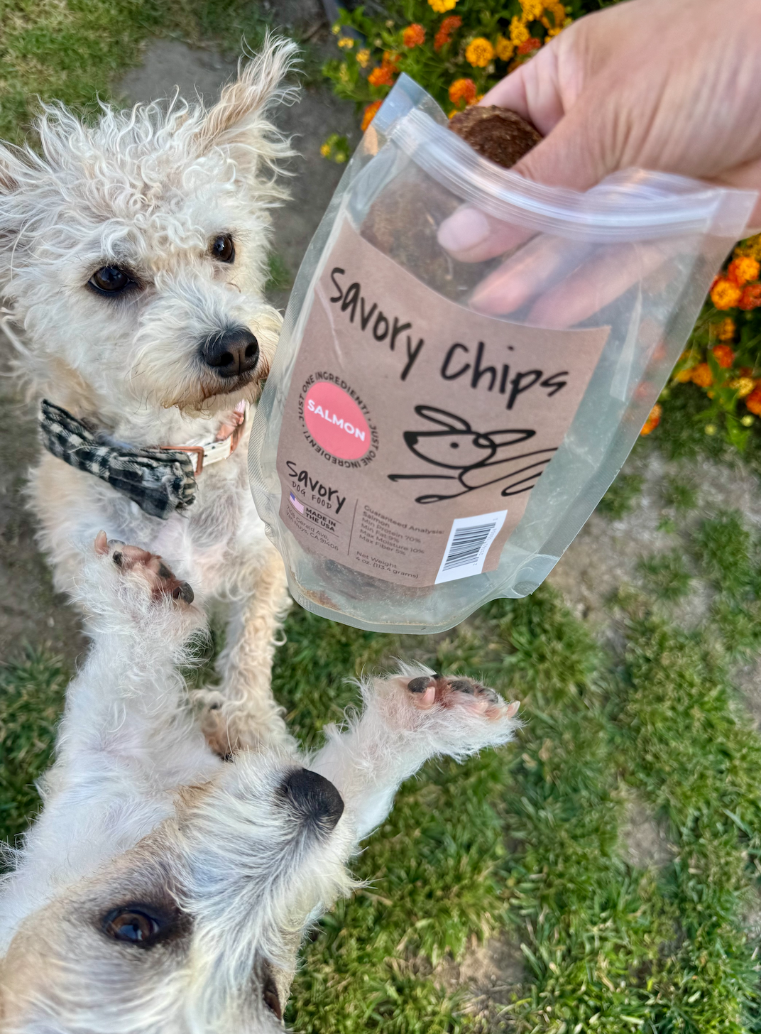 SALMON CHIPS W DOGS.png