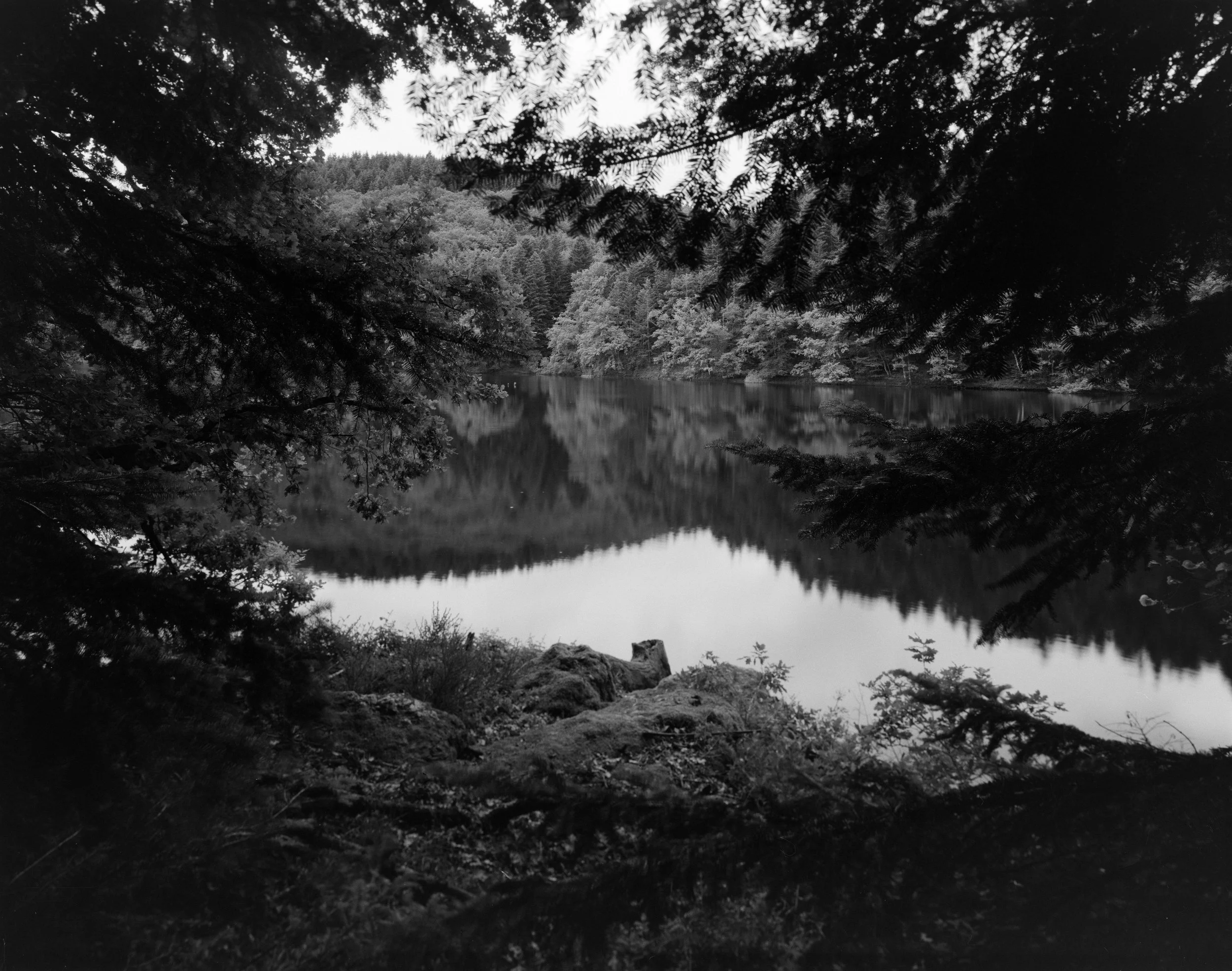 Black and white photo of abody of water surrounded by dense trees and foliage, viewed through the framing of overhanging branches.