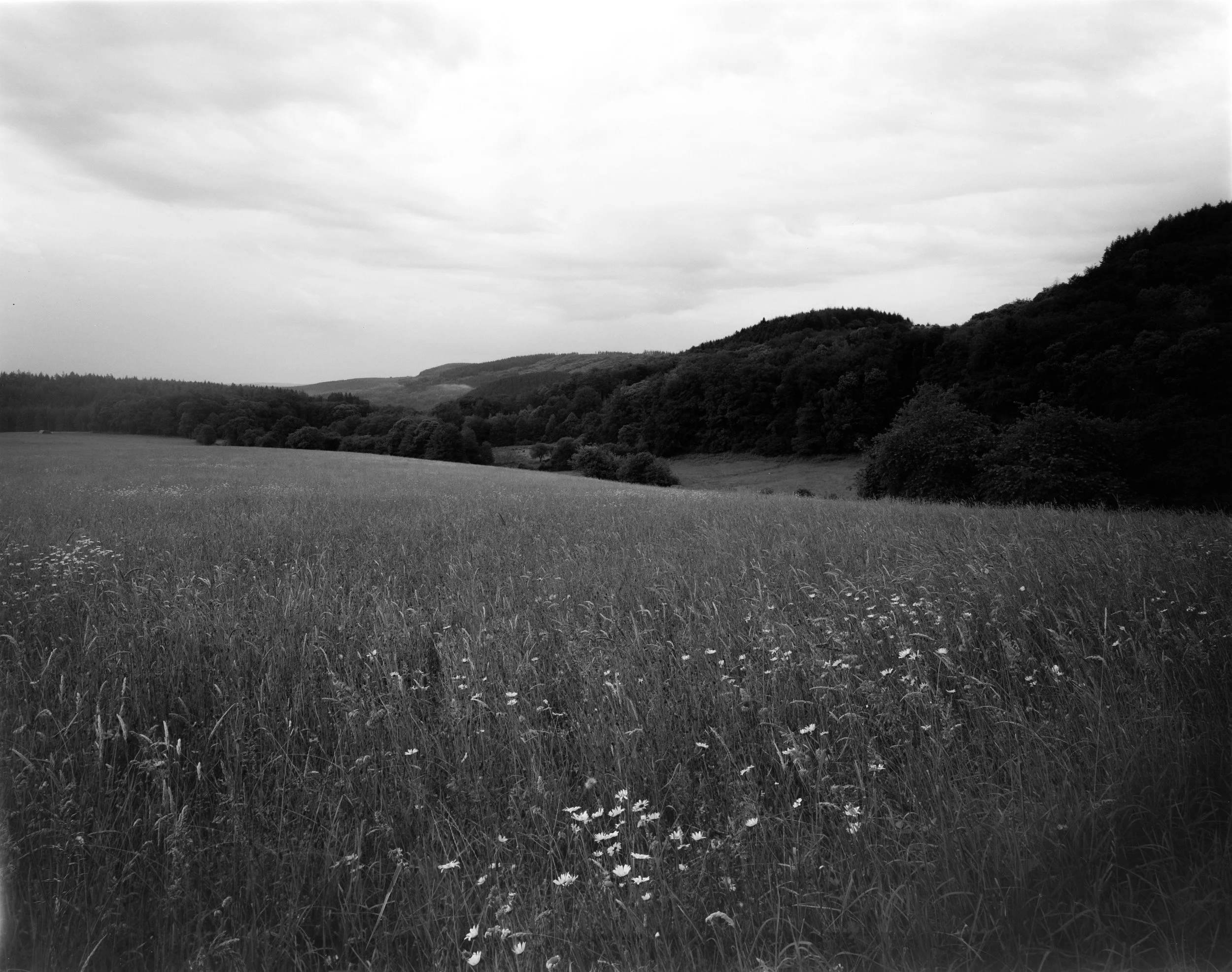 A black and white landscape of a grassy plain with scattered small white flowers, rolling hills covered with trees, and an overcast sky.