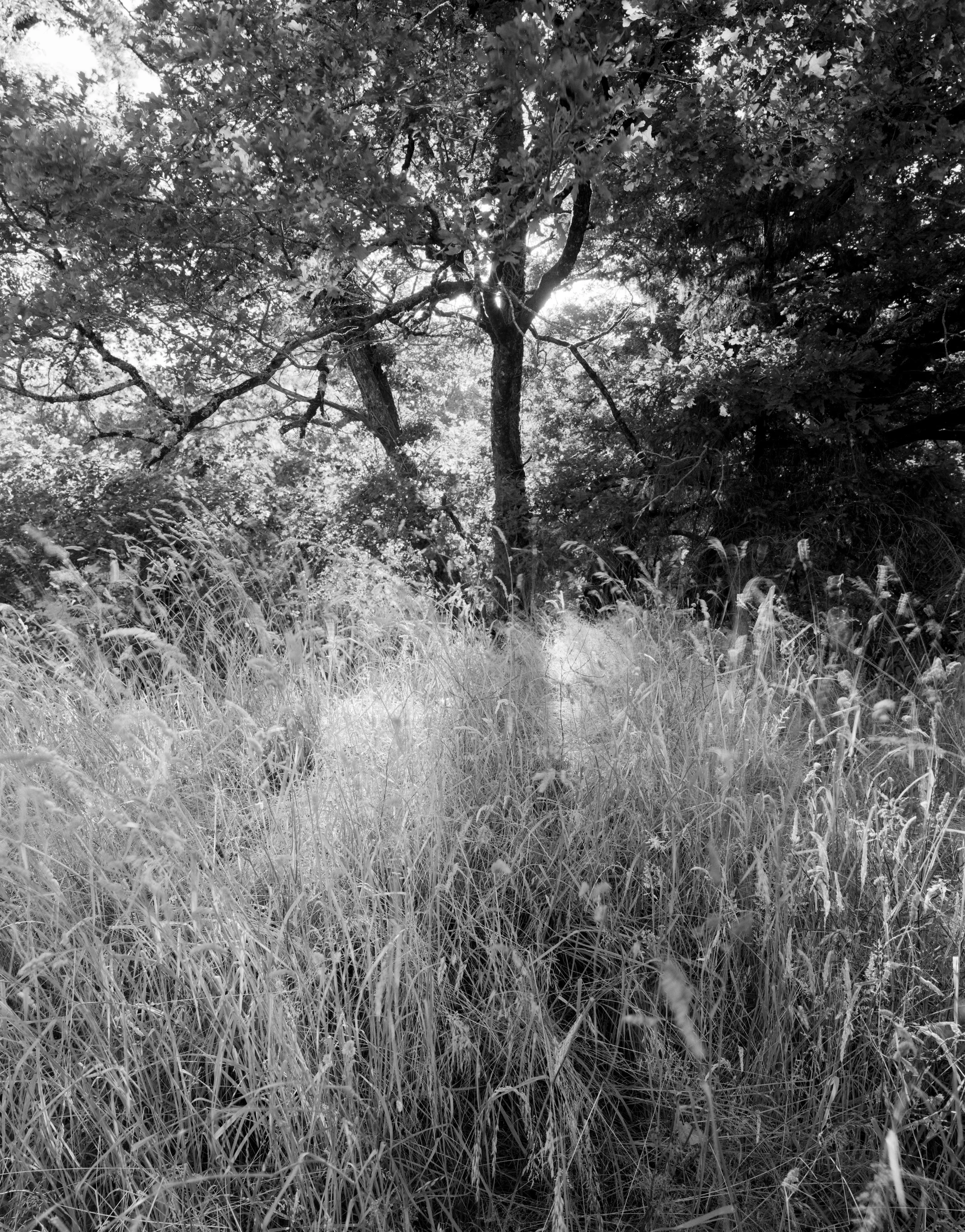 Black and white photo of a wooded area with tall grass in the foreground, trees with dense leaves, and sunlight filtering through the branches.