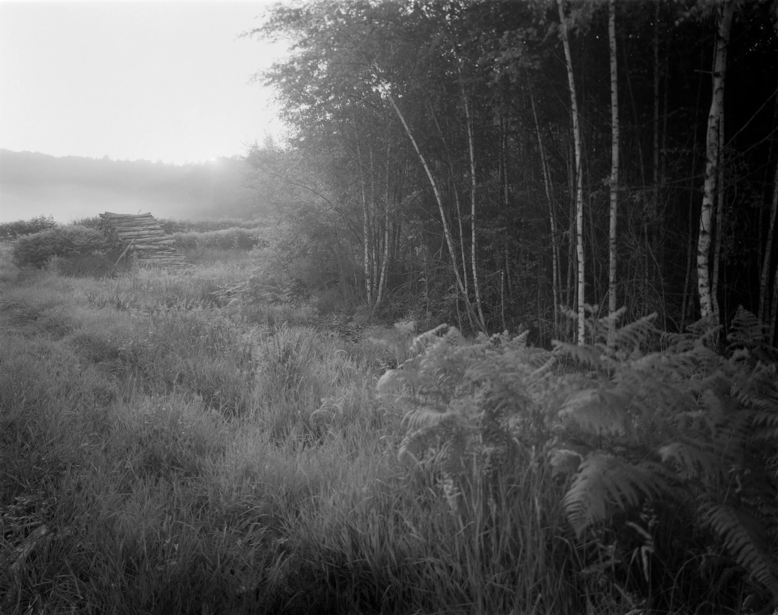 Black and white photo of a forest scene with trees, grass, and a small pathway or trail.