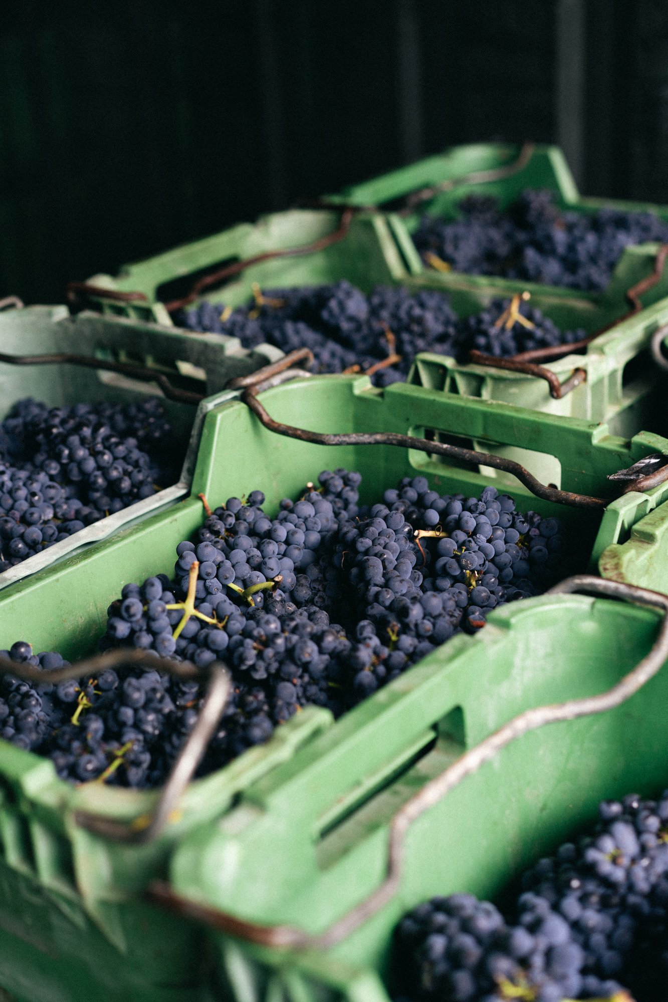 Green plastic baskets filled with dark purple grapes, stacked together against a black background.