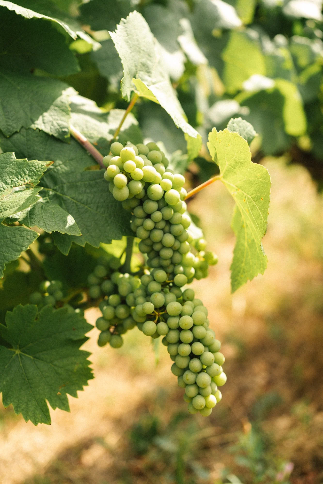 A bunch of green grapes hanging from a vine with green leaves, in sunlight.