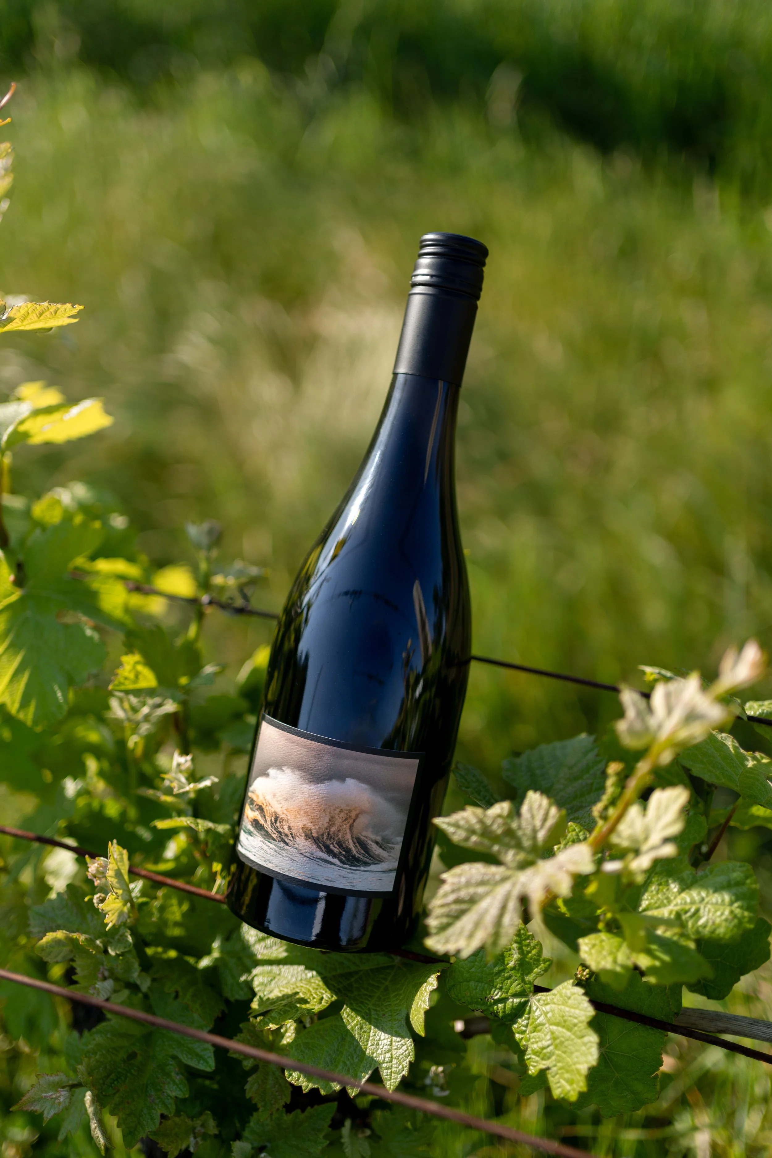 Vineyard 2023-8.JPG
