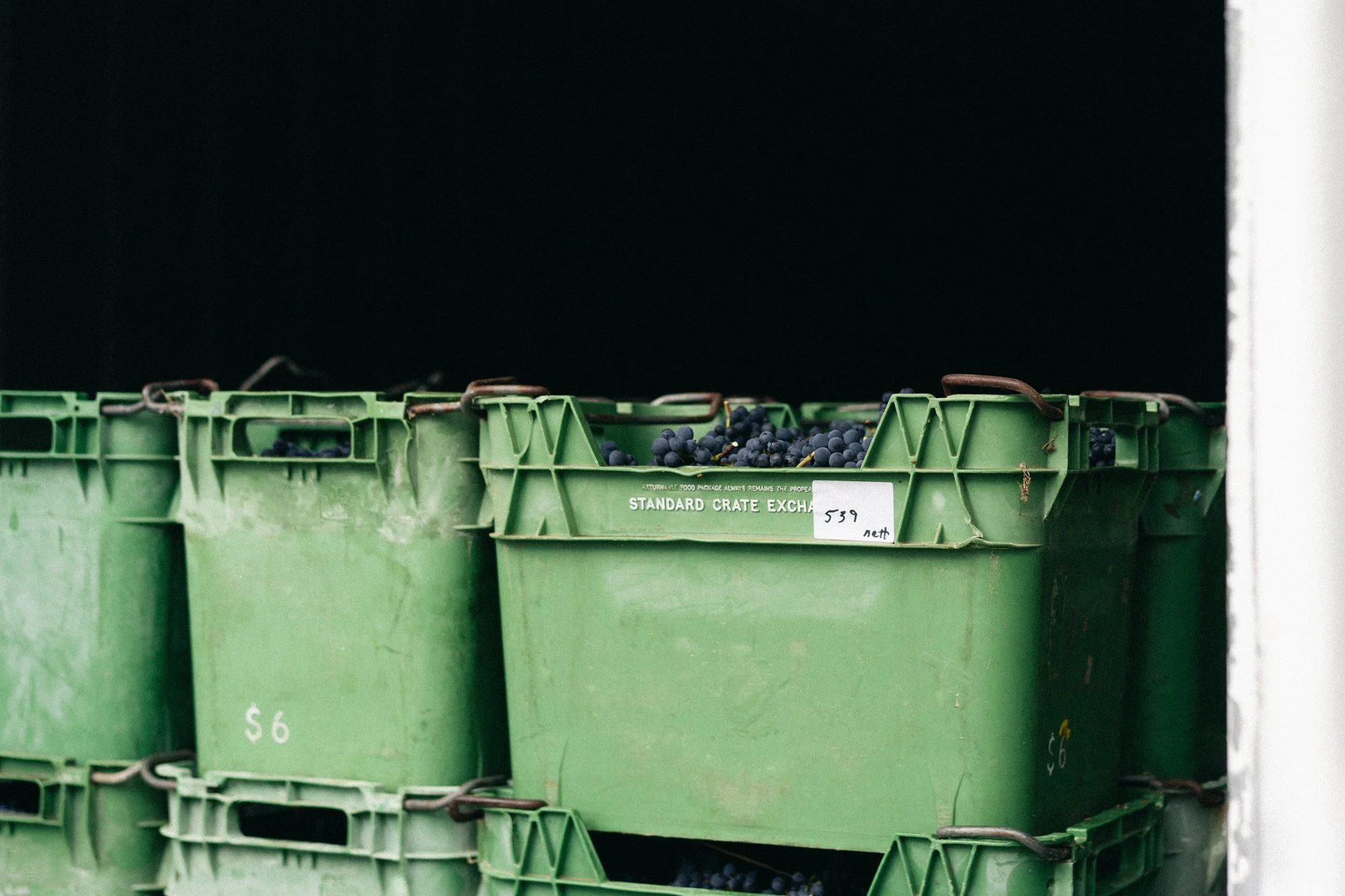 Green plastic crate filled with small dark grapes, with a black background.