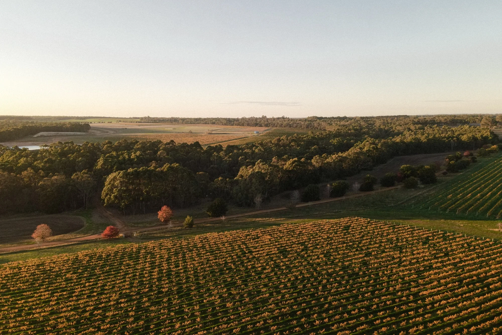 A scenic landscape featuring a large expanse of farmland with rows of crops, vibrant trees, and a distant treeline under a clear sky during sunset.