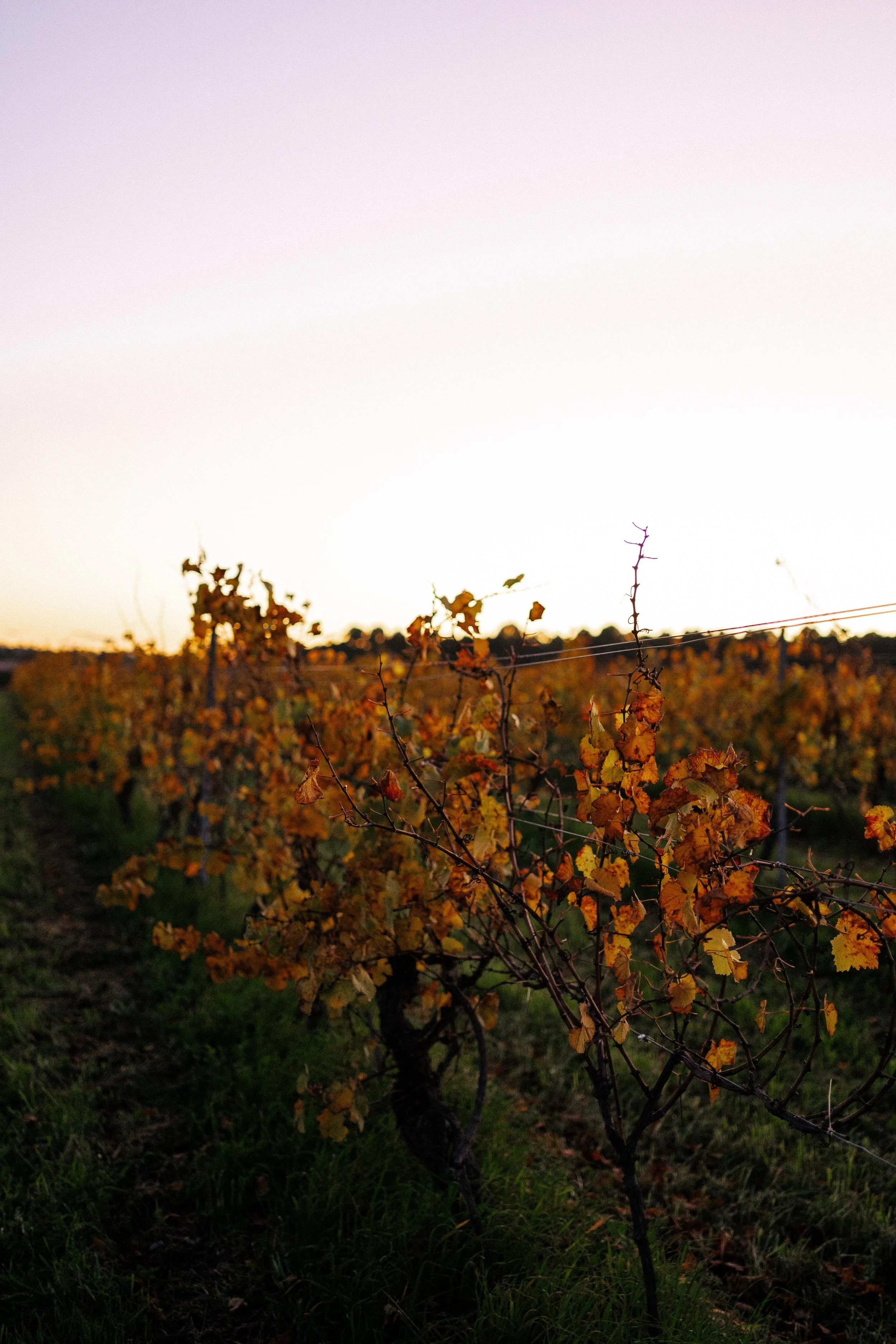 Vineyard with rows of grapevines showing autumn colors, under a clear sky at sunset.