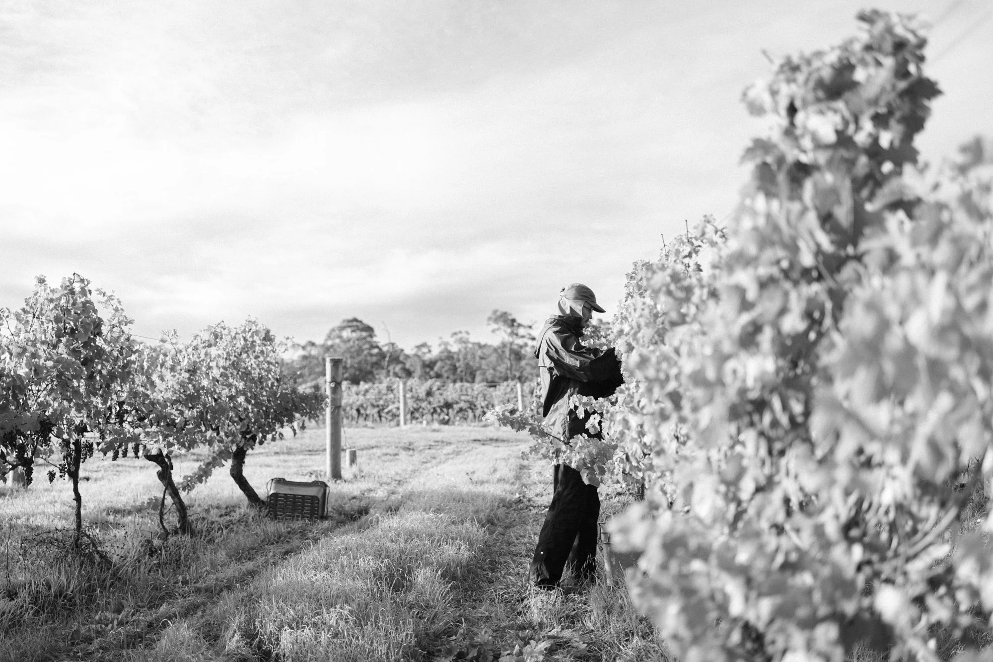 A person working in a vineyard, tending to grapevines, wearing a hat and protective clothing, with grape clusters on the vines and a sky overhead.