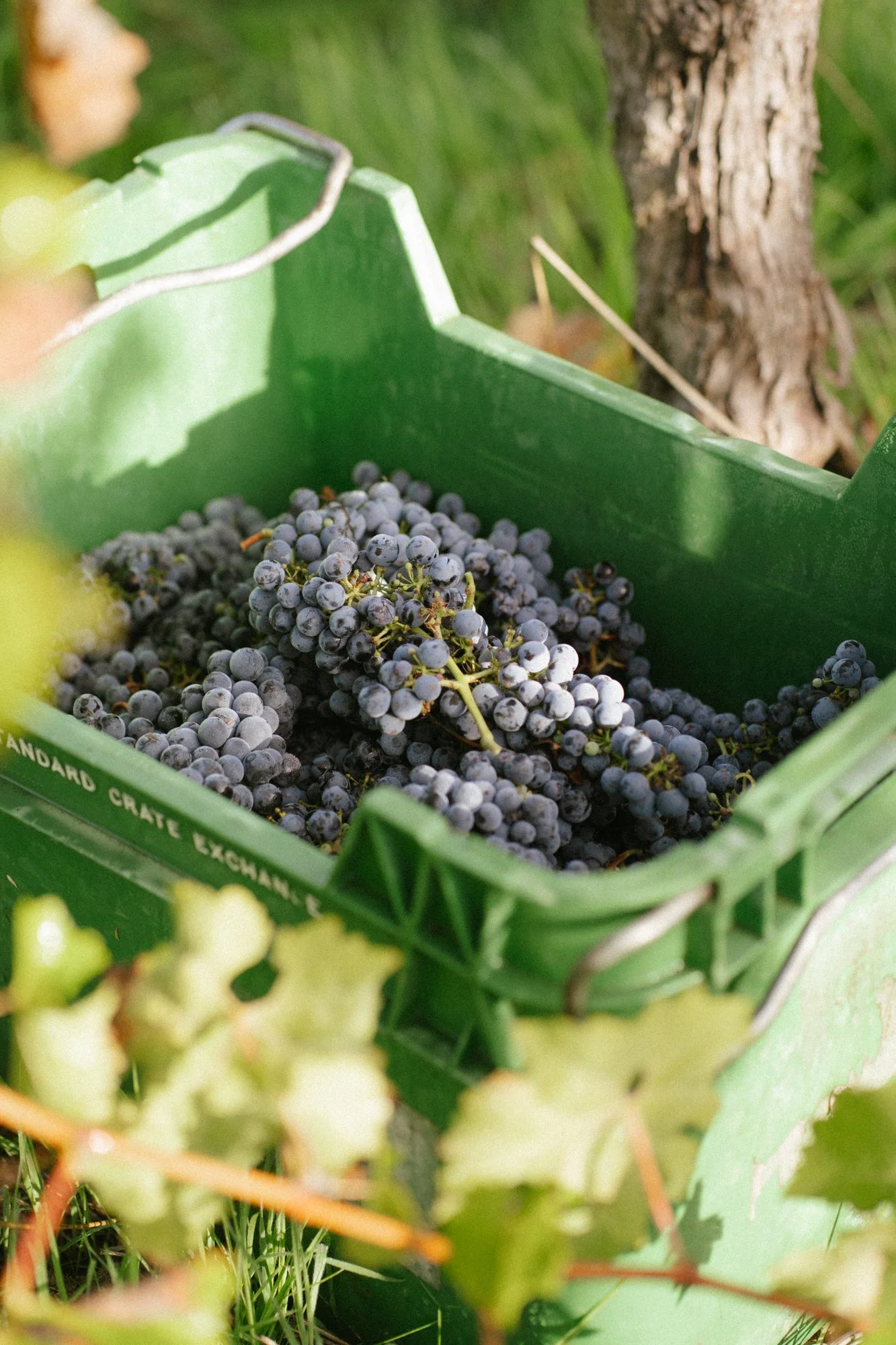 Close-up of a green basket filled with freshly picked purple grapes, with a tree trunk and leaves in the background.