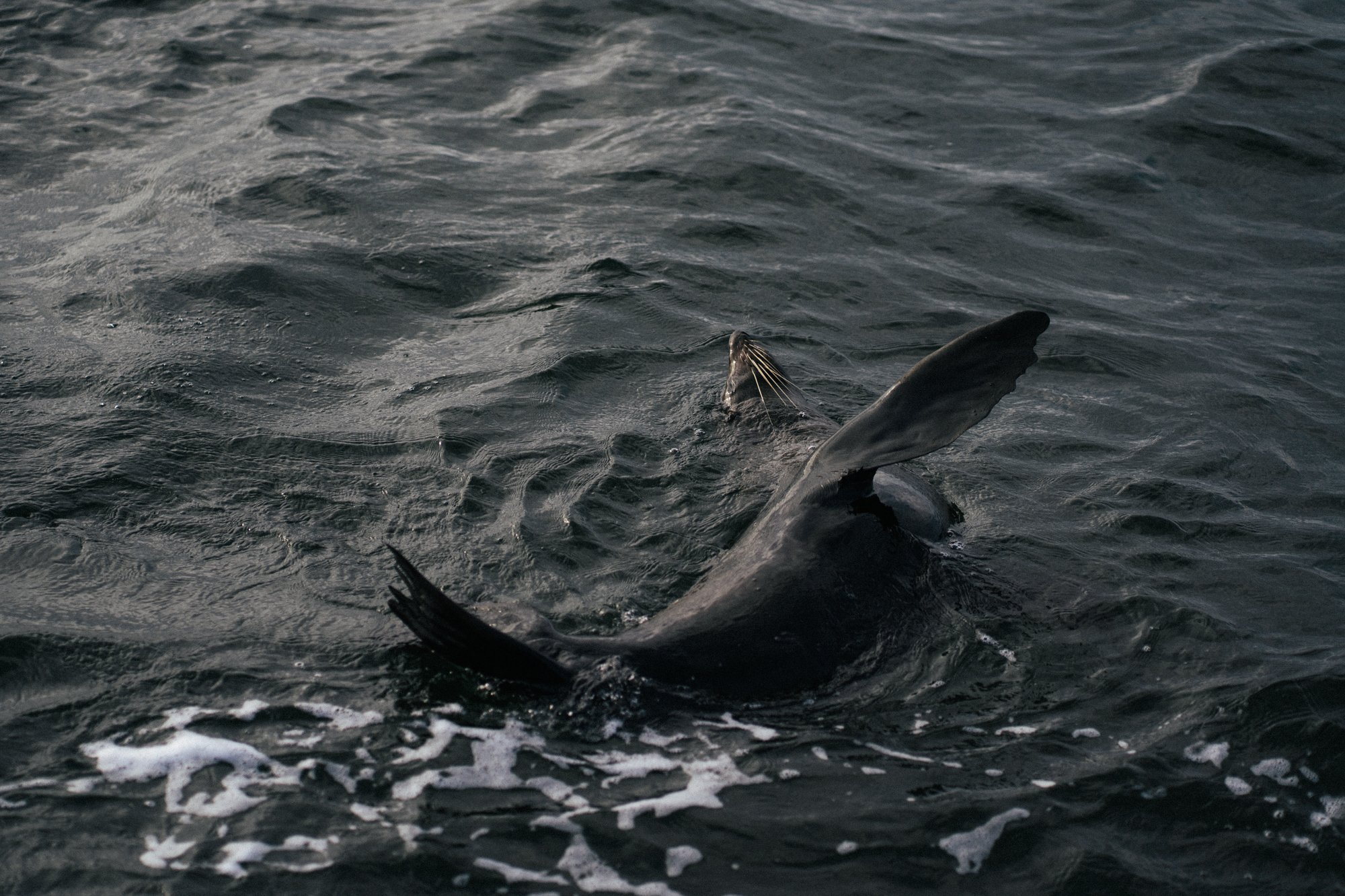A seal swimming in dark ocean water near a boat or shoreline with wave activity.