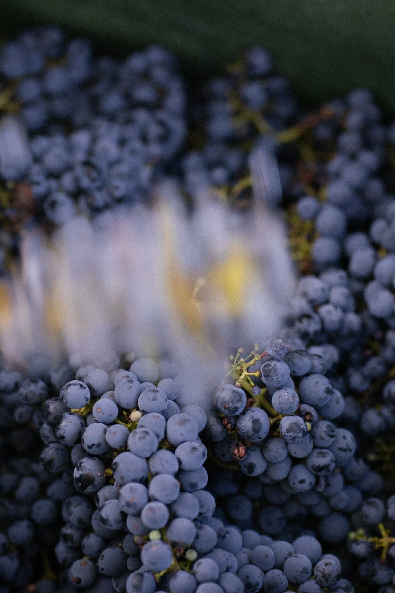 Close-up of dark purple grapes clustered together on vine.