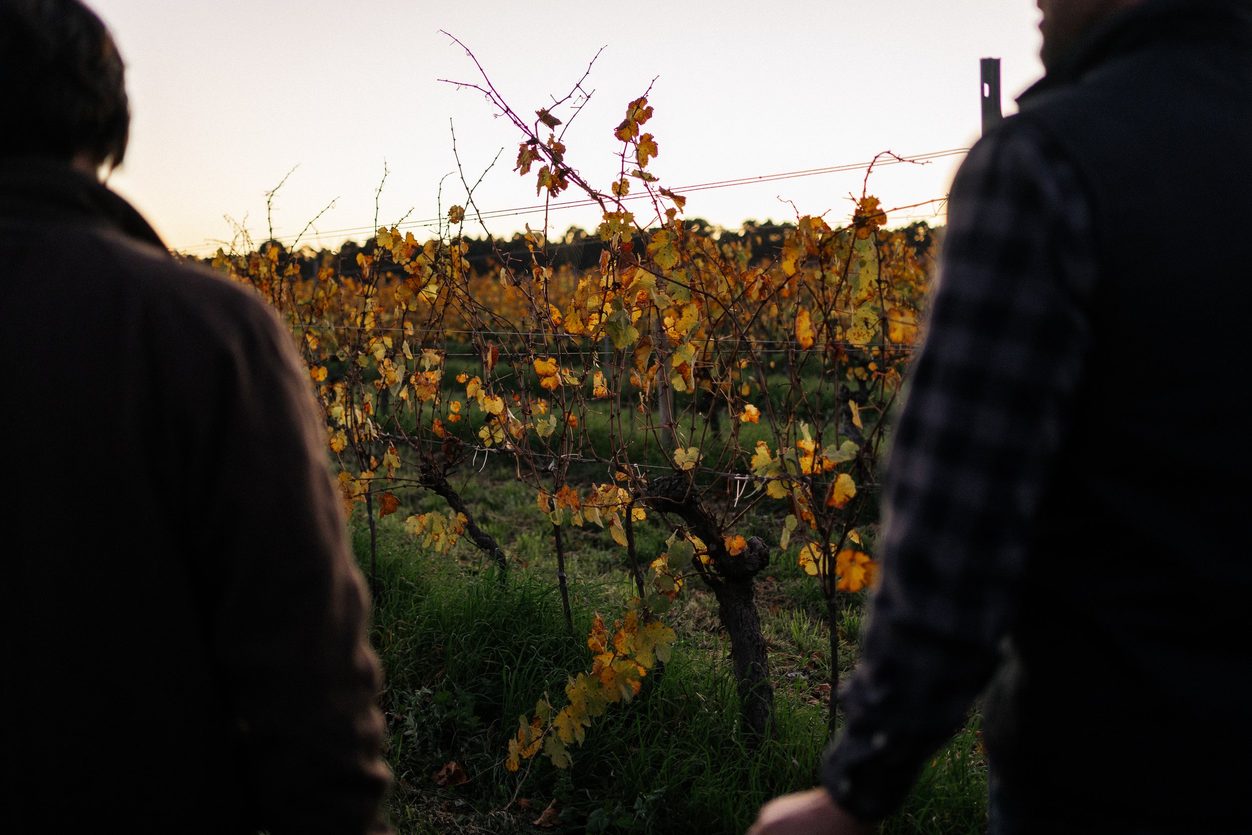Two people standing between rows of grapevines during sunset or sunrise, observing the vineyard with many yellow and orange leaves.