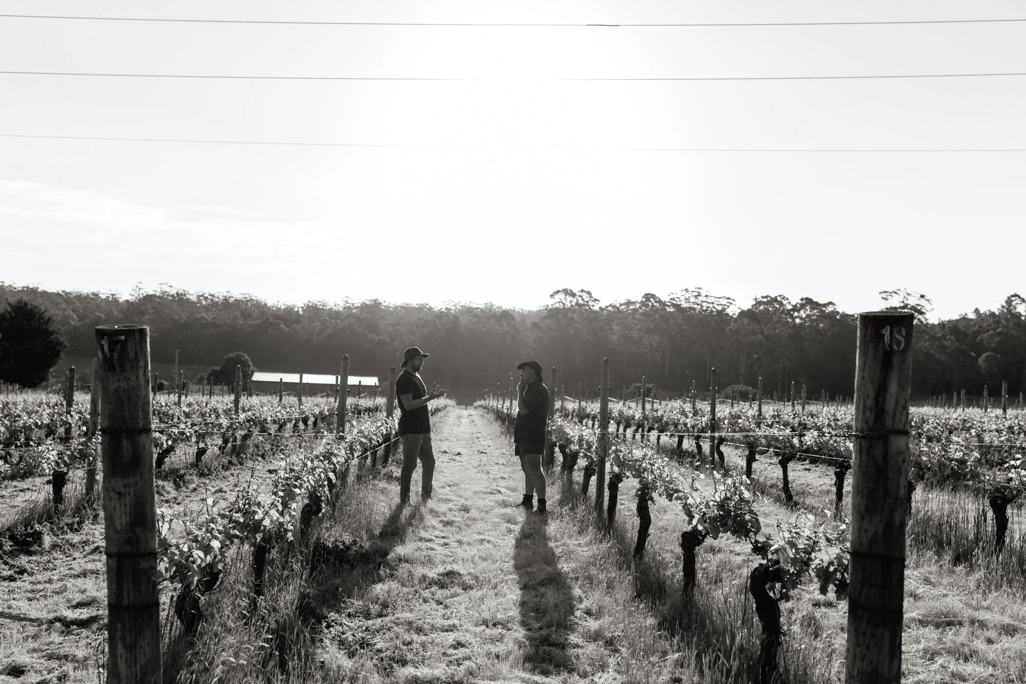 Lonely Shore vineyard-8.JPG
