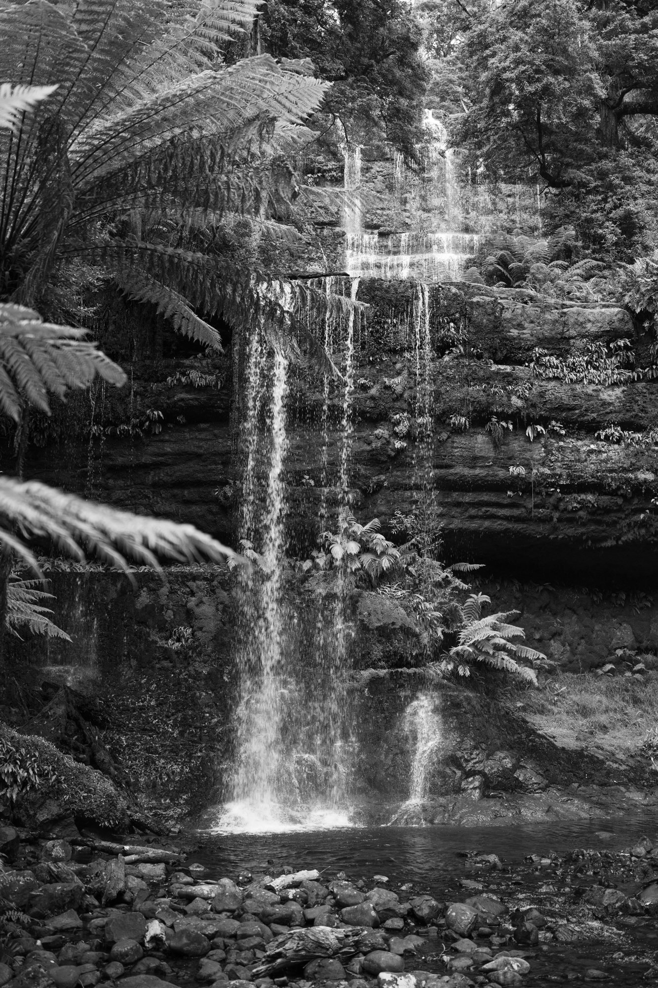 A black and white photograph of a waterfall cascading down rocks in a forest, surrounded by lush foliage and moss-covered stones.