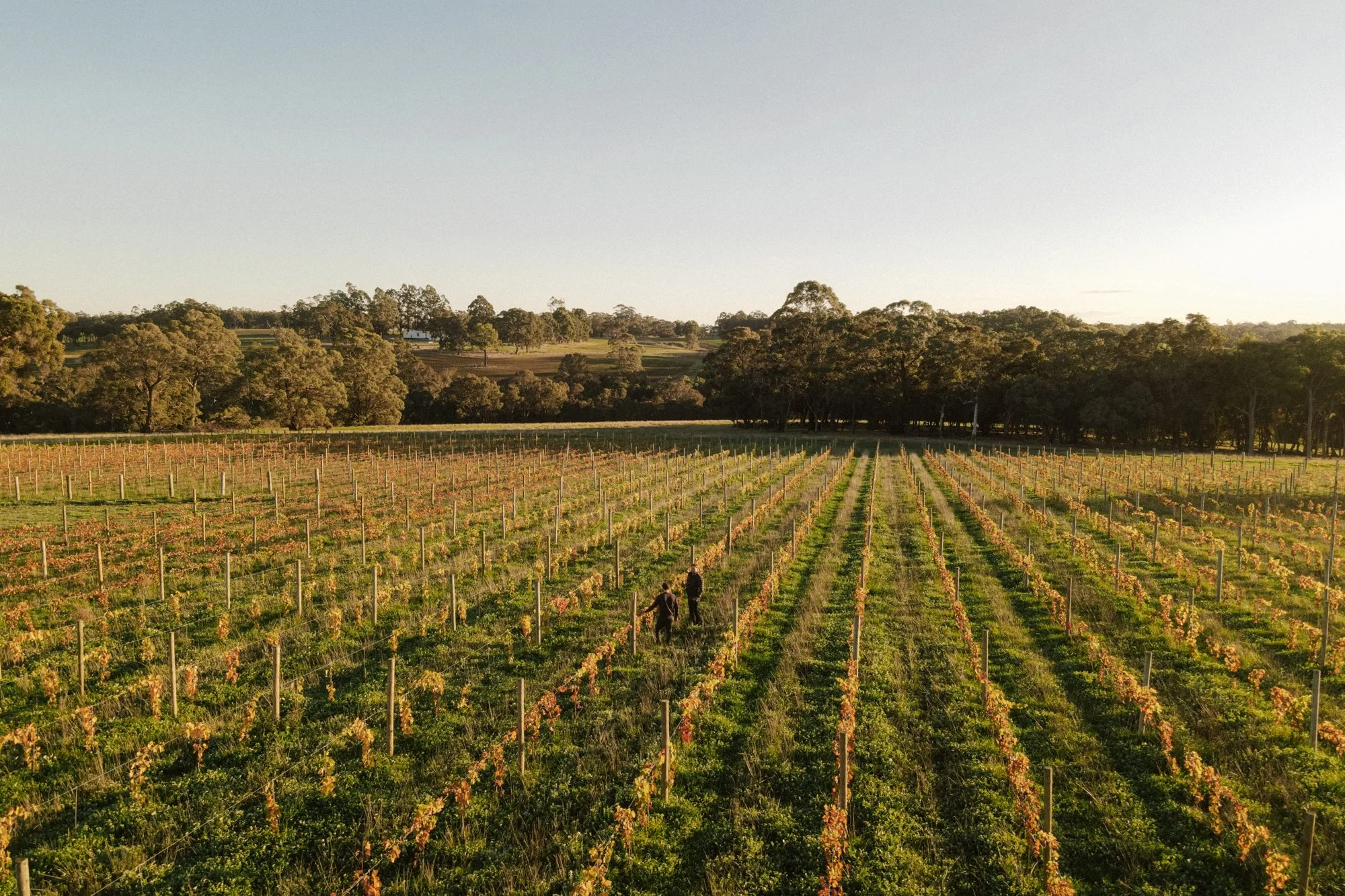 Sunlit vineyard with rows of grapevines, surrounded by trees and distant rolling hills under a clear sky, with two people walking through the vineyard.