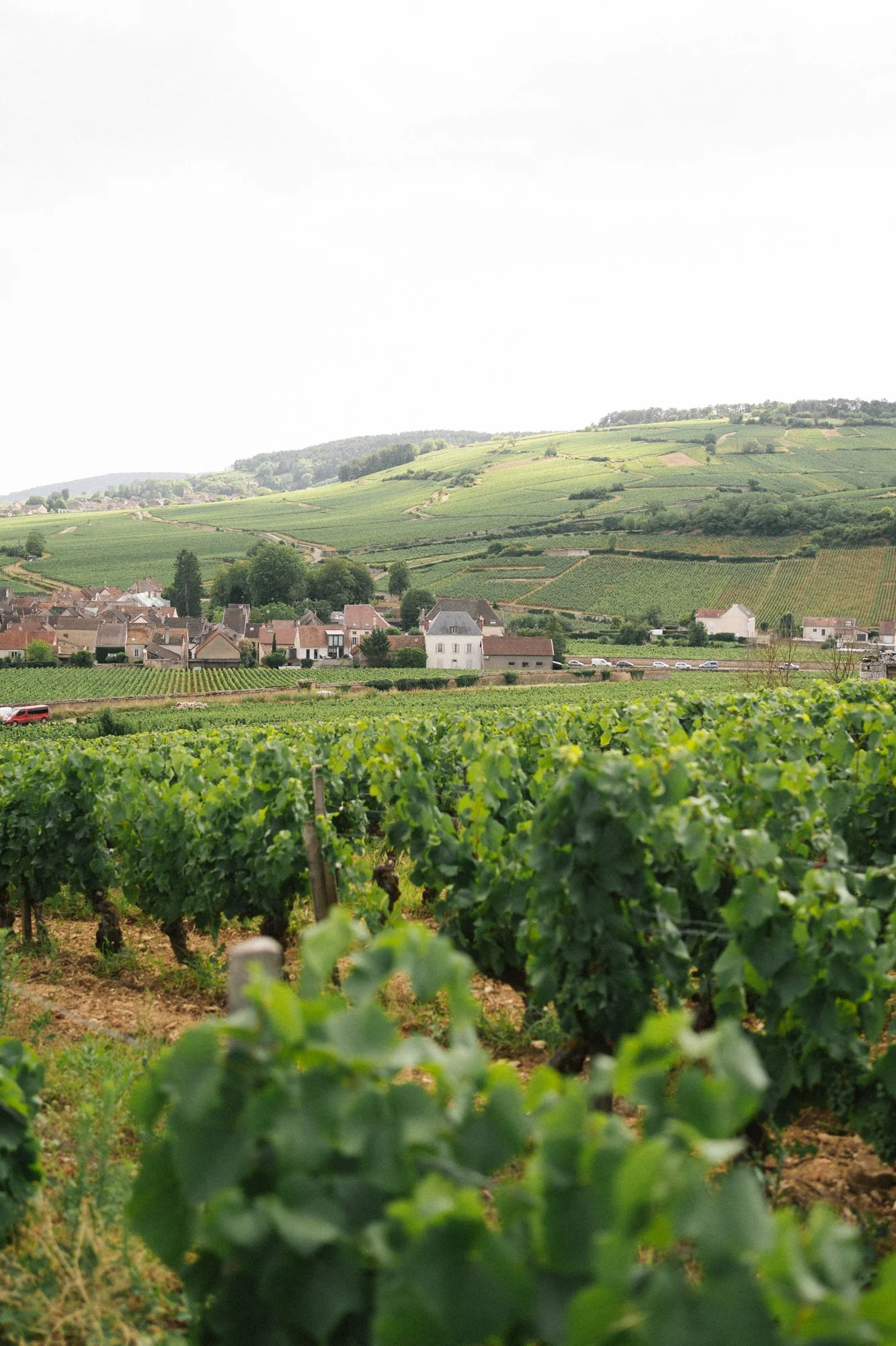 A vineyard with rows of grapevines in the foreground and a small village with houses and green hills in the background.