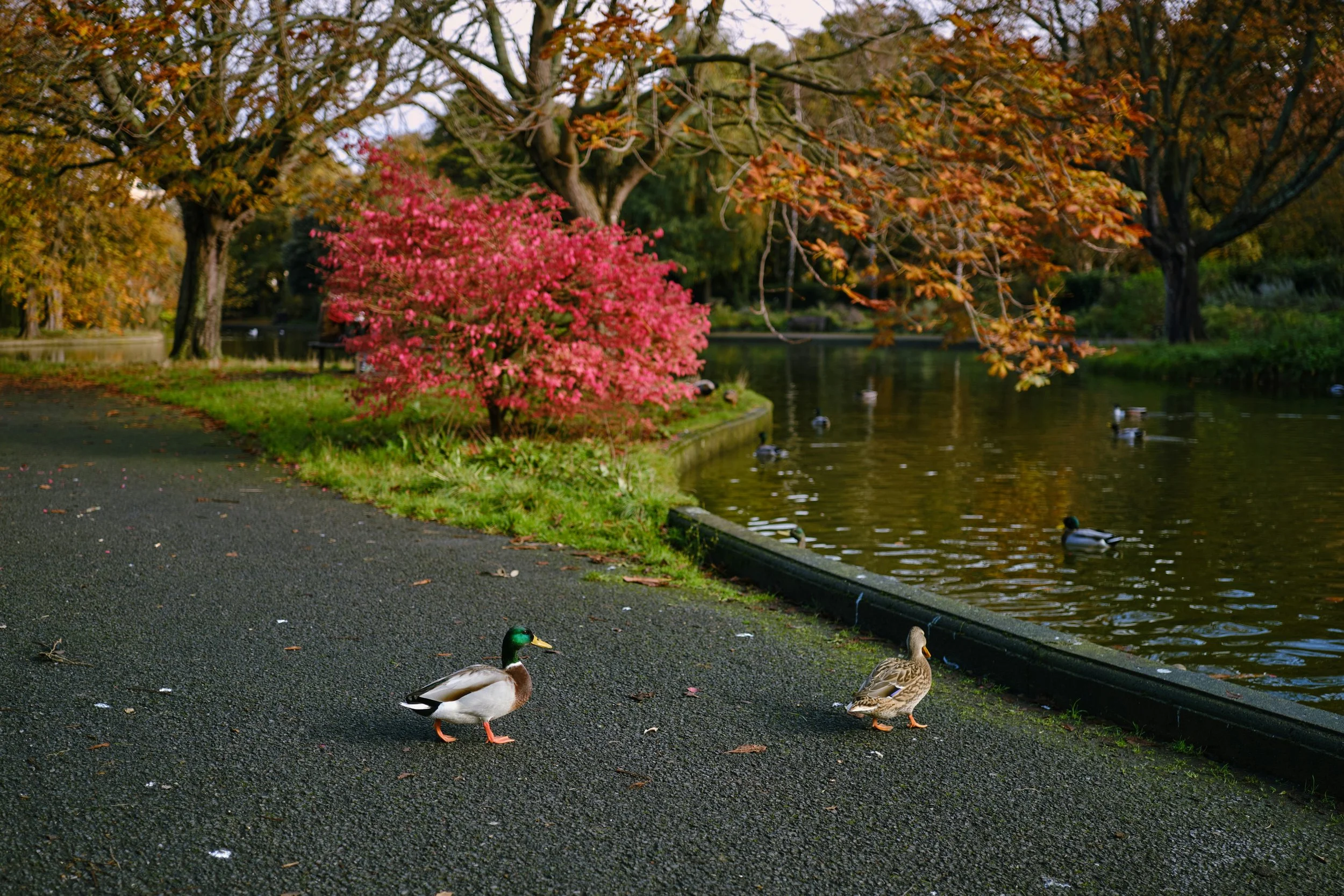 A park scene in autumn with a pink flowering bush, trees with orange leaves, a pond, and ducks swimming on the water, with two ducks standing on the pavement.