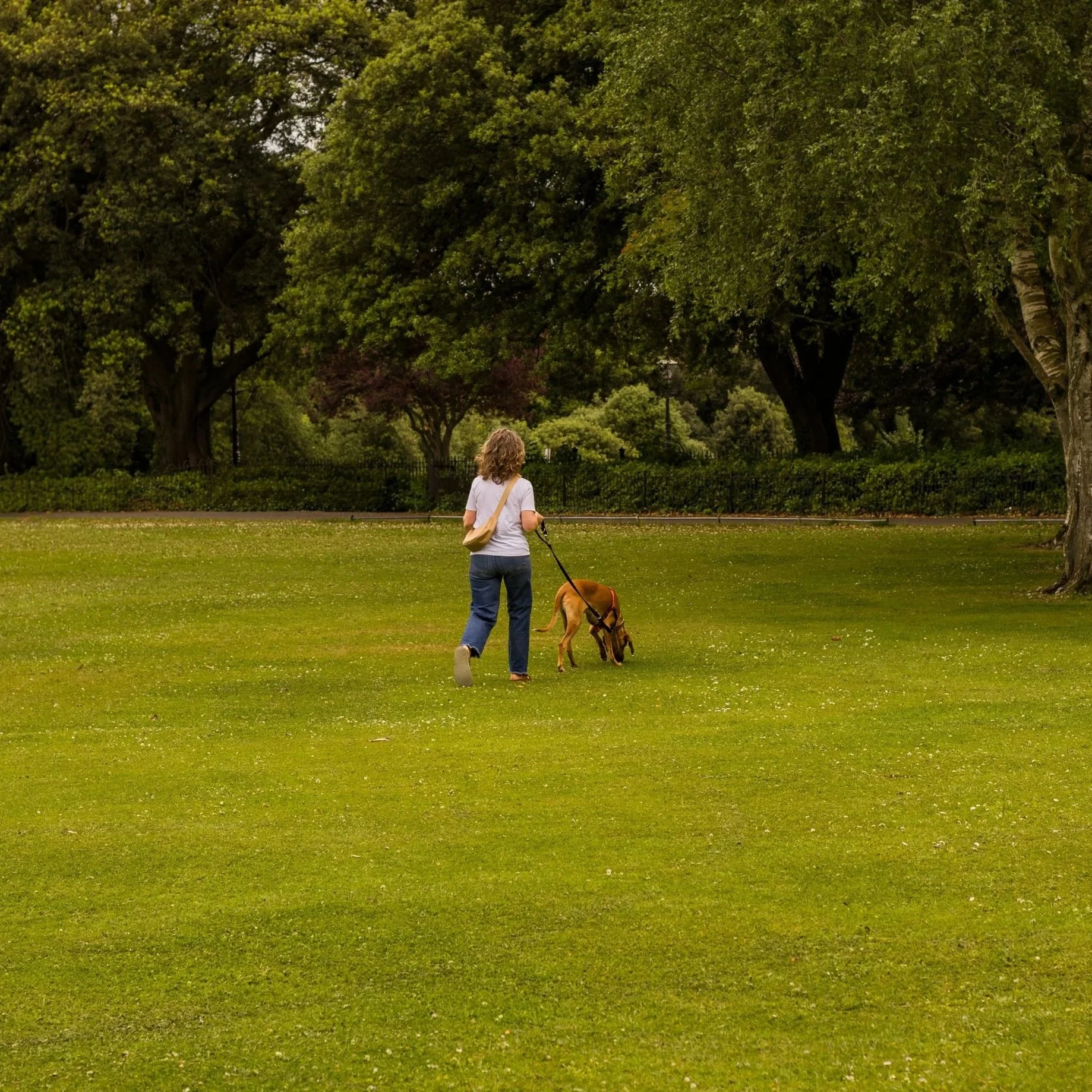 A woman with curly hair walking a dog in a park with green grass and tall trees.