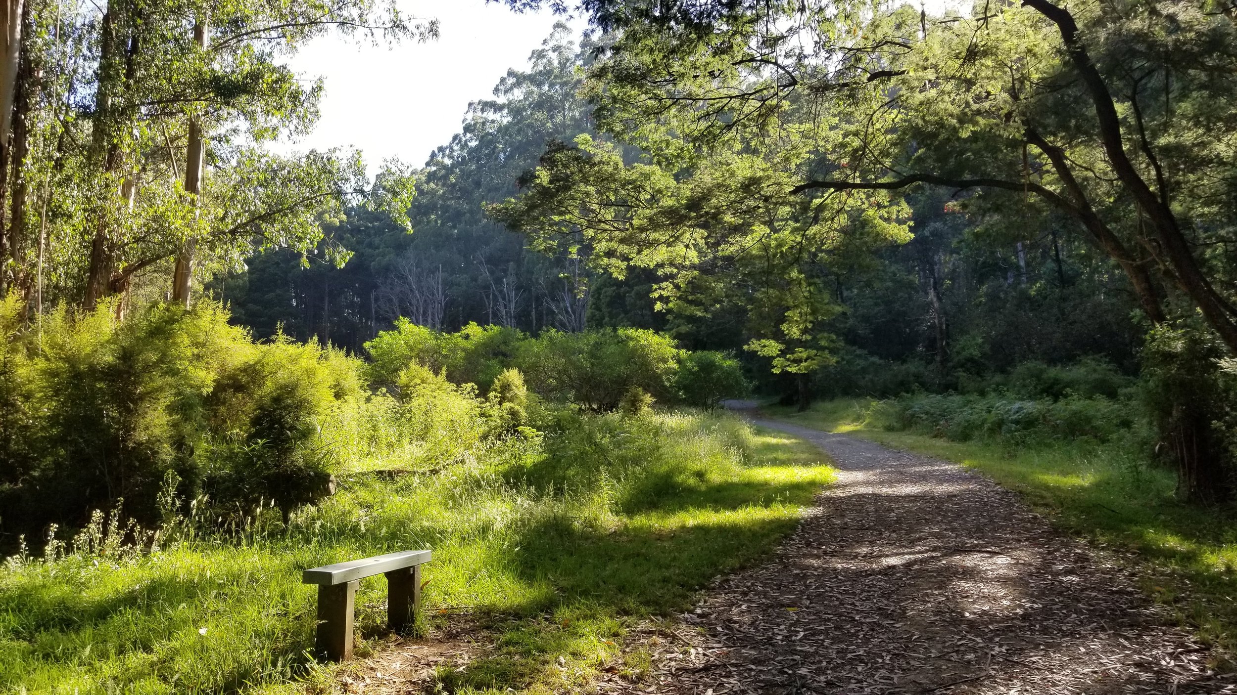 A forest path in the Dandenong Ranges