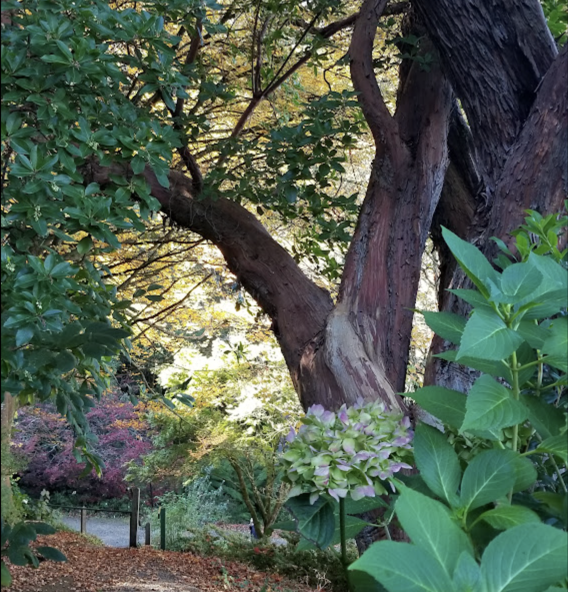 A tree with sunshine behind it