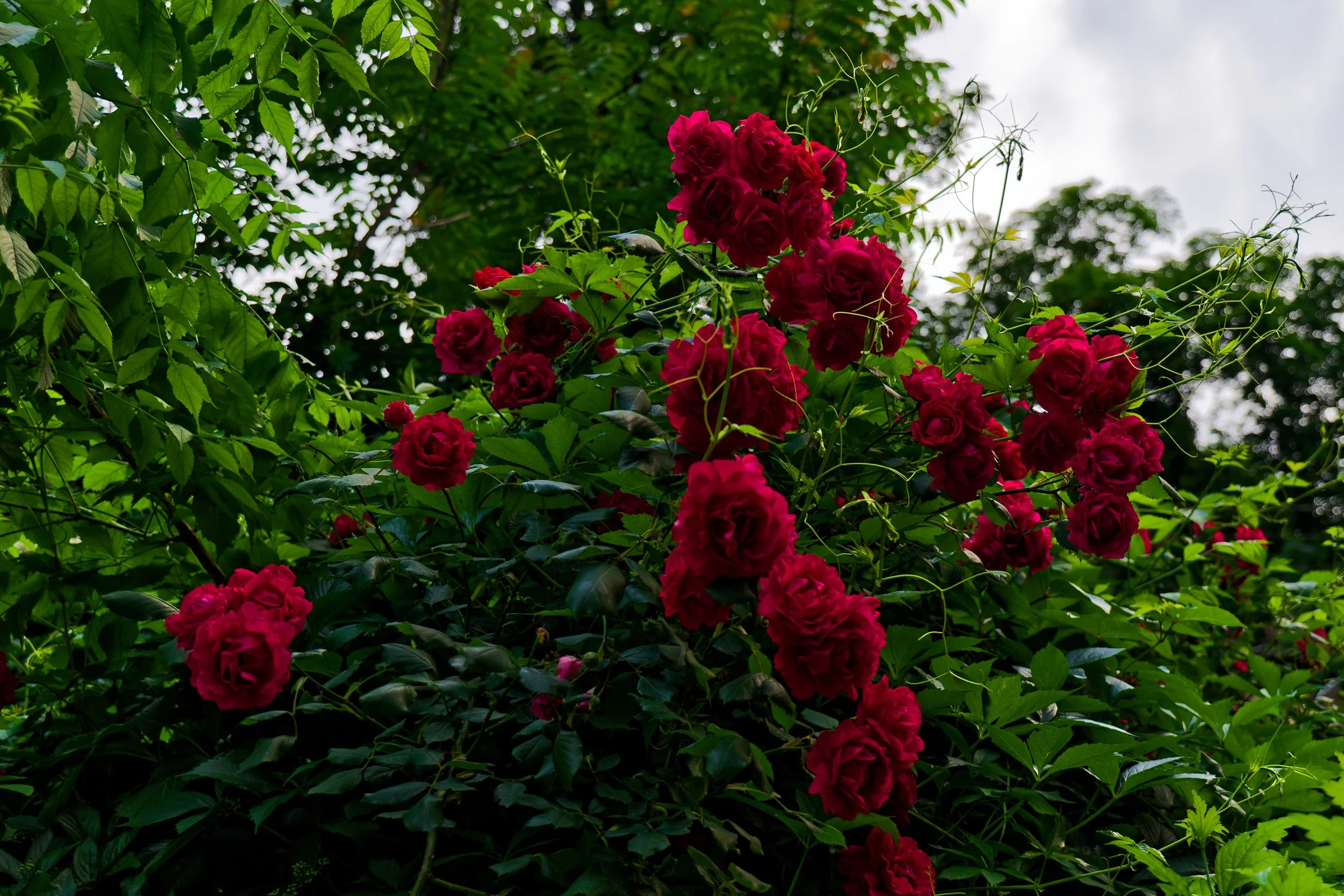 P1000404_DxO.jpg