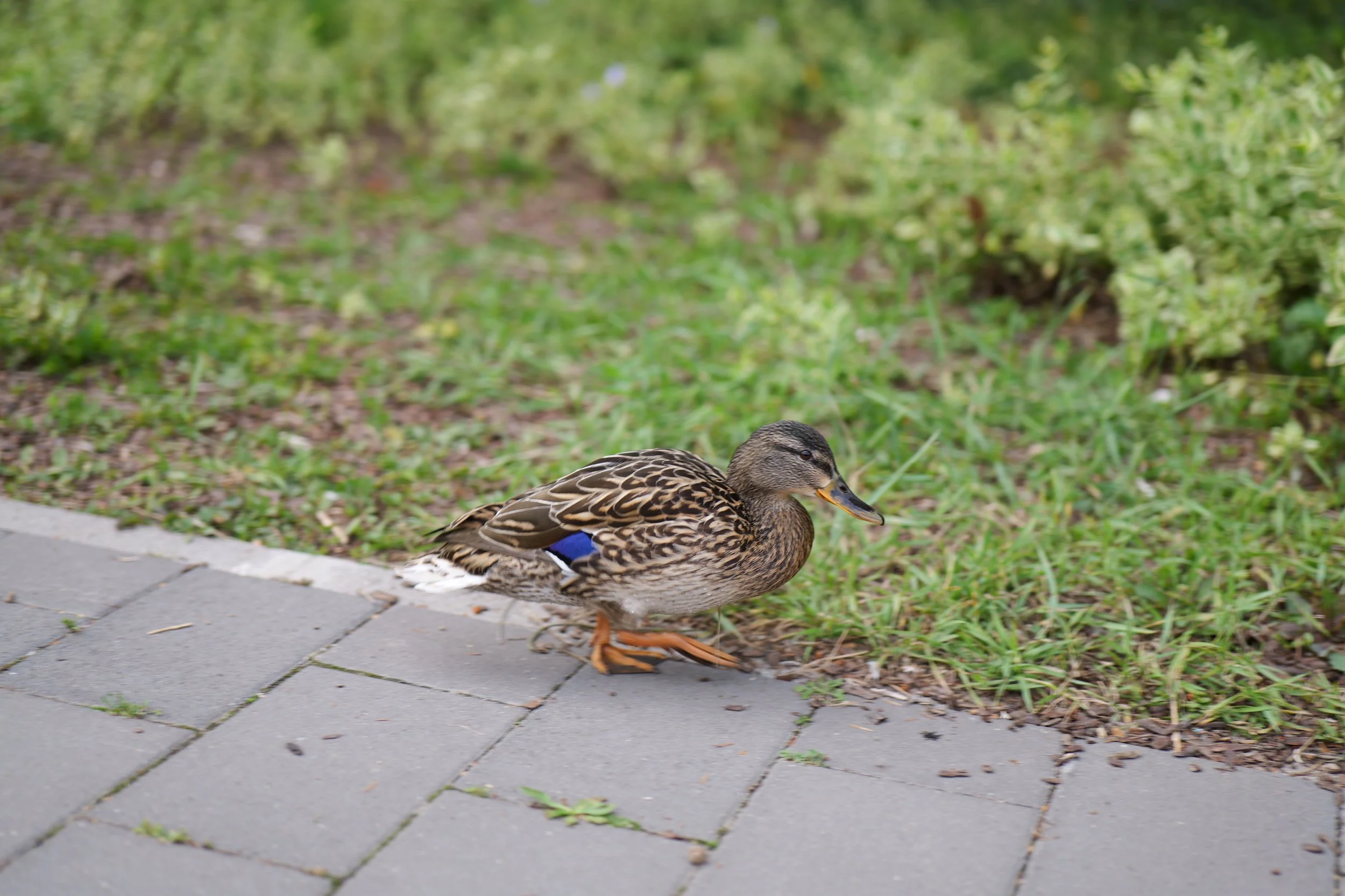 P1000091.JPG