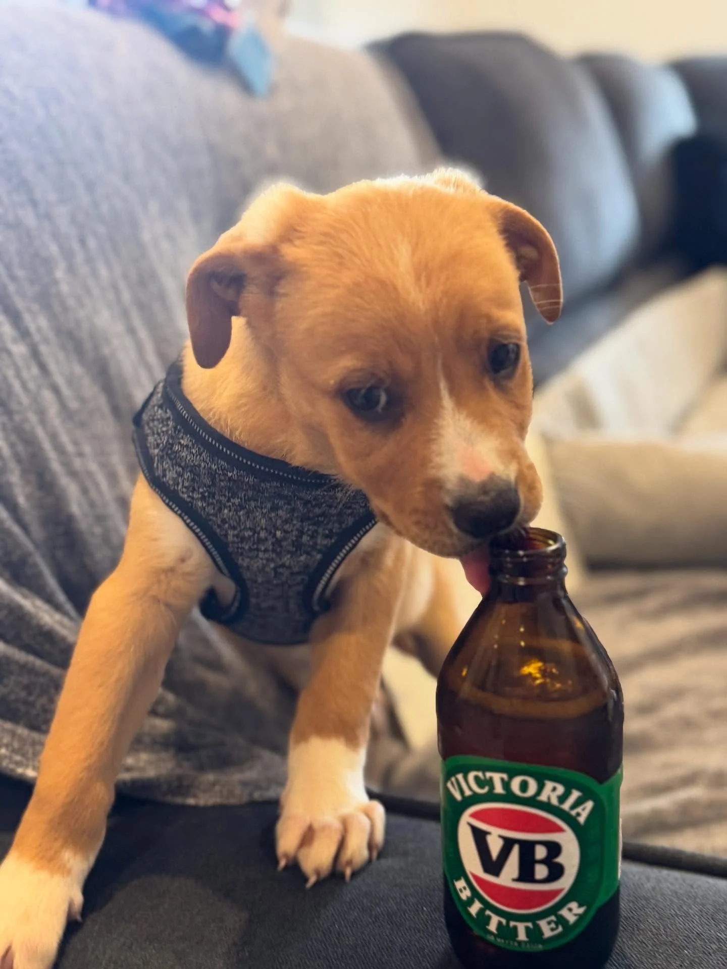Welcome to the family Oi ! New home and new mate ! And&hellip;. He likes VB