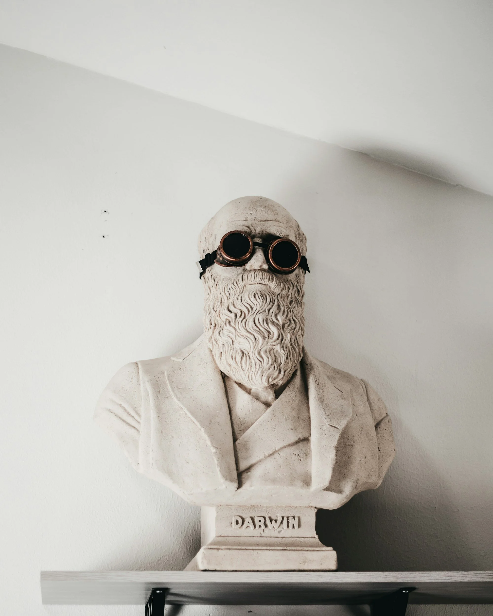 A white bust sculpture of Charles Darwin wearing goggles, placed on a black shelf against a white wall. The bust is mounted on a rectangular base with the name 'DARWIN' inscribed on it.