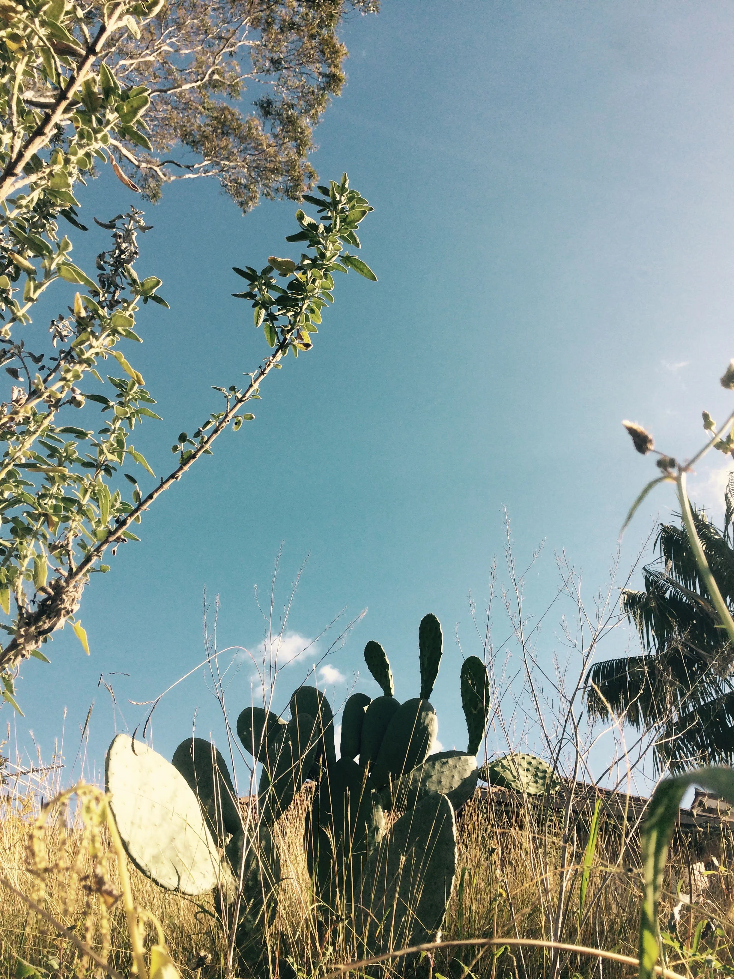 Low-angle view of desert plants including cactus, dry grass, and shrubs underneath a clear blue sky.