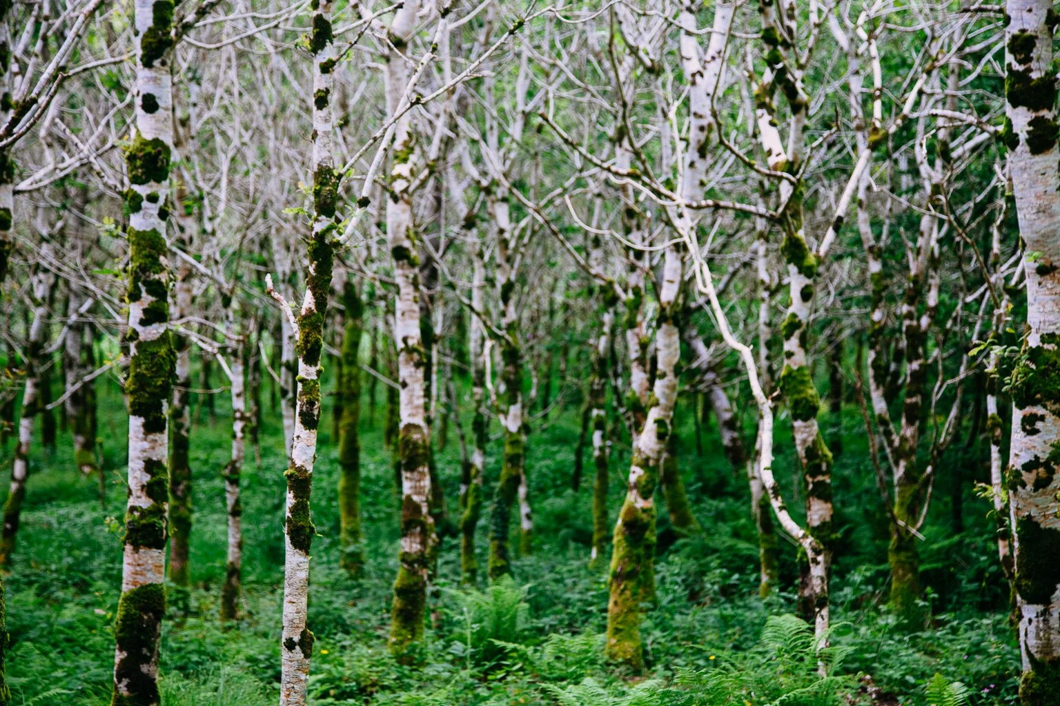 A forest scene with numerous thin, white-barked trees covered in green moss, with dense green foliage and ferns on the forest floor.