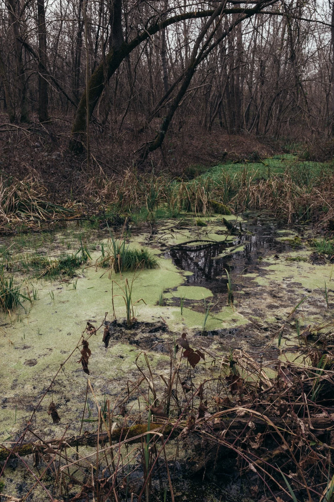 Un bosco con uno stagno ricoperto di alghe verdi e piante, rami nudi e foglie secche, su un cielo nuvoloso.