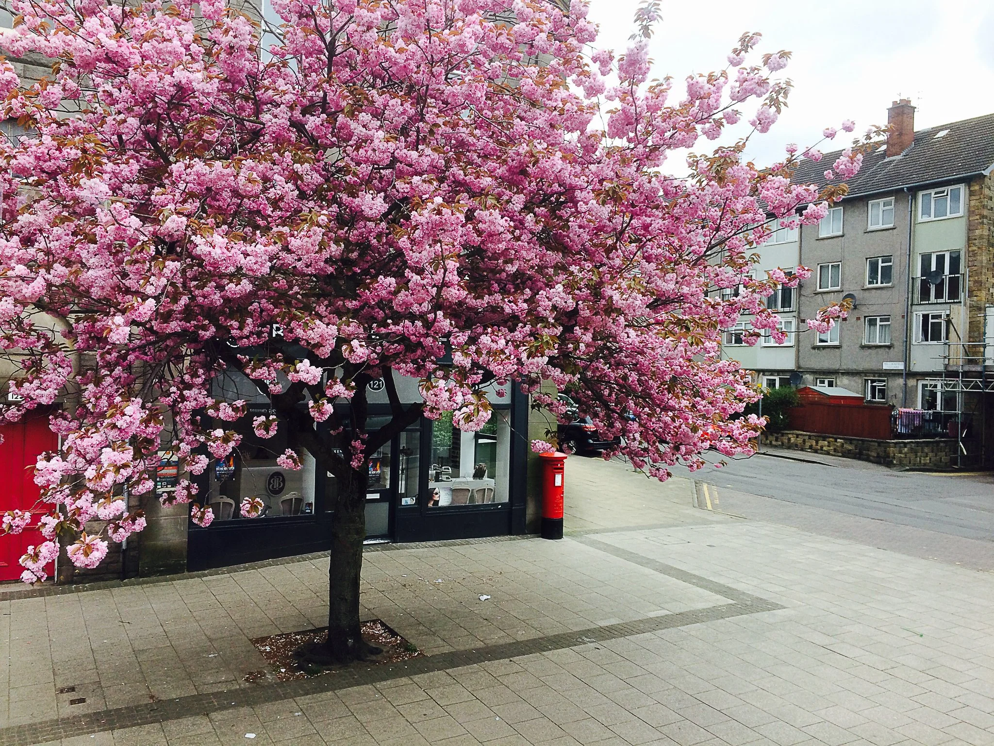 A blooming pink cherry blossom tree stands in front of a small storefront with large glass windows and a black door, on a city sidewalk. A red post box is placed near the storefront. Surrounding buildings are residential with multiple windows, some o