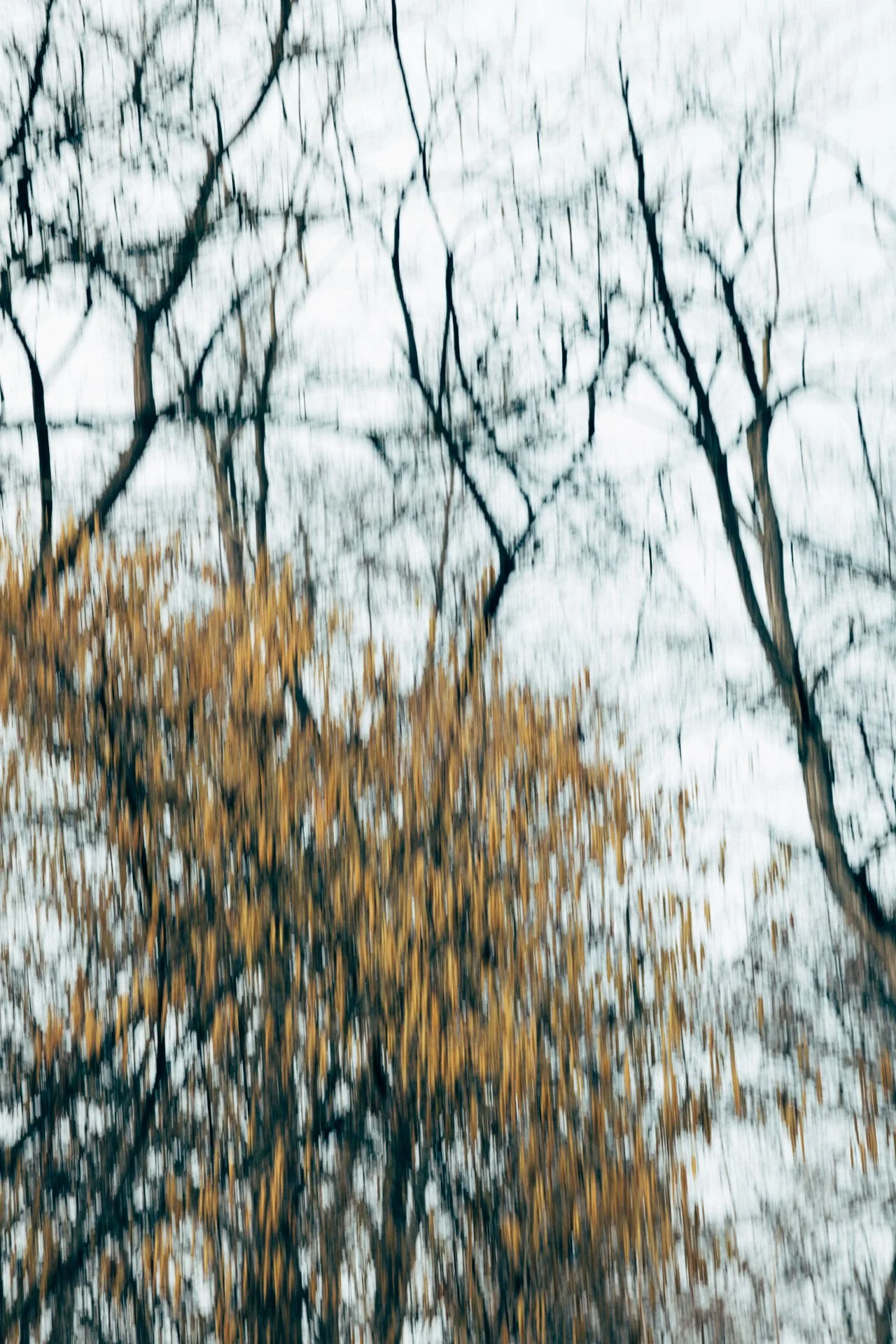Alberi spogli con alcuni rami con foglie di colore giallo e altre completamente senza foglie, cielo nuvoloso sullo sfondo