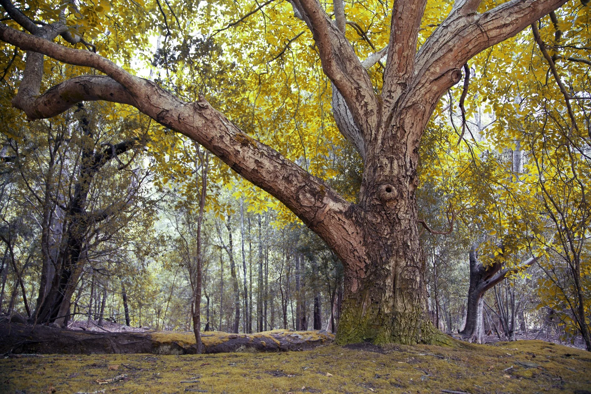 A large tree with a thick trunk and sprawling branches in a forest with yellow and green leaves.