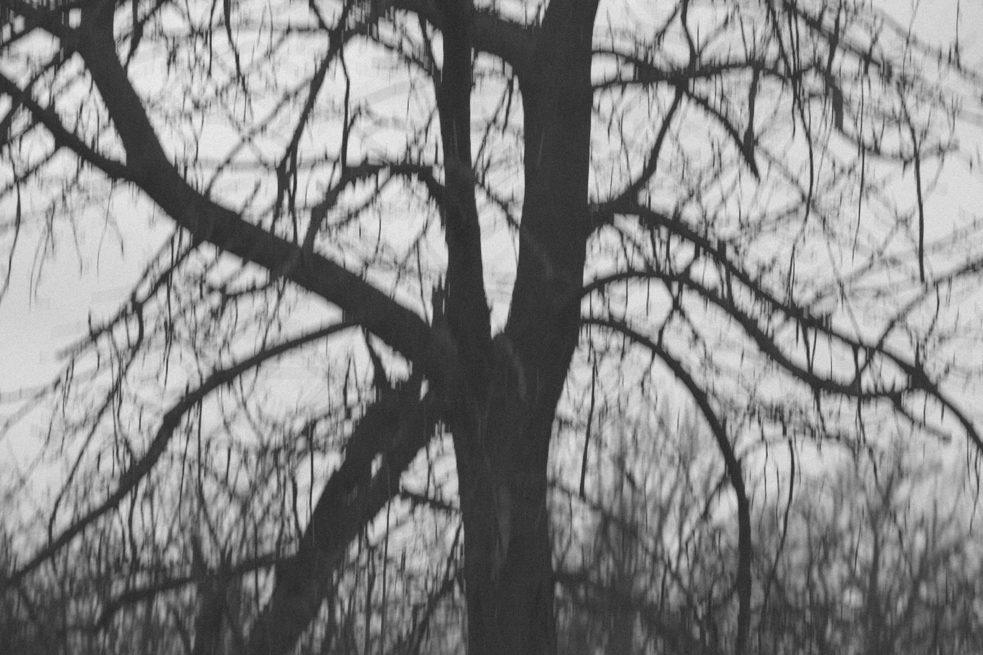 Albero senza foglie con rami intrecciati, visto attraverso una superficie riflettente.