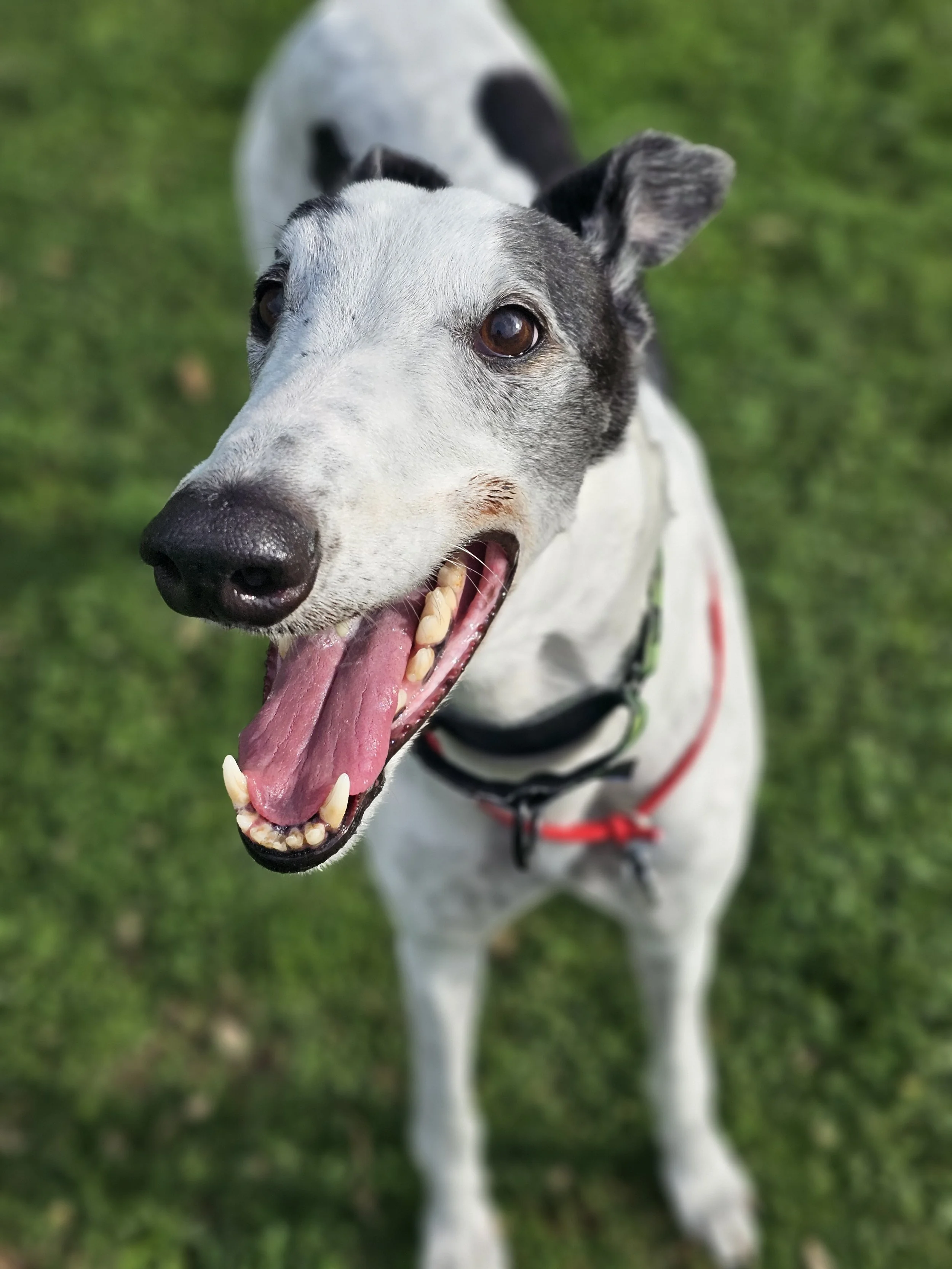 Bubby, a Double D Brewing Co. brew dog at Fido's Field in New Plymouth
