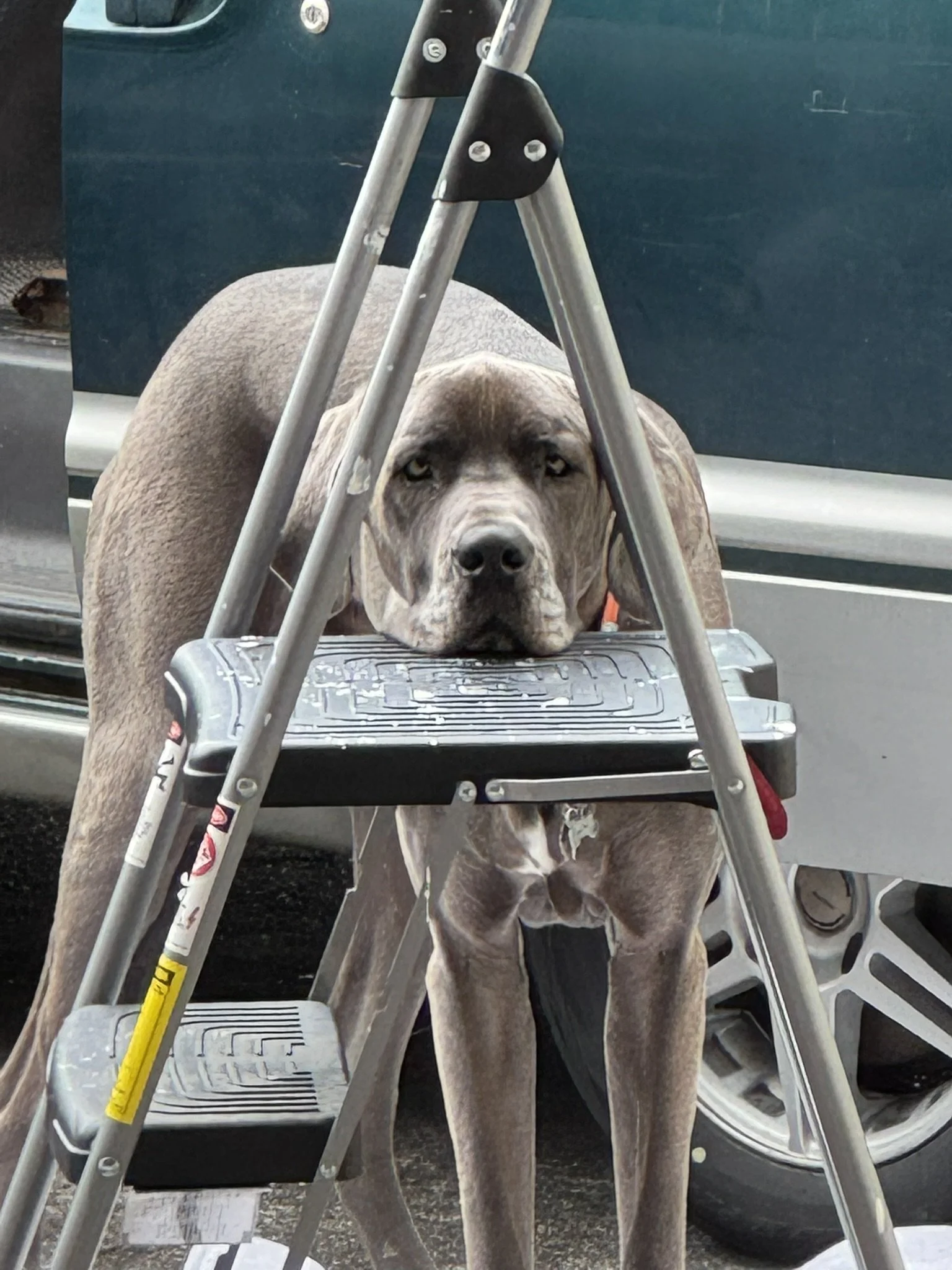Sterling the brew dog asking for attention