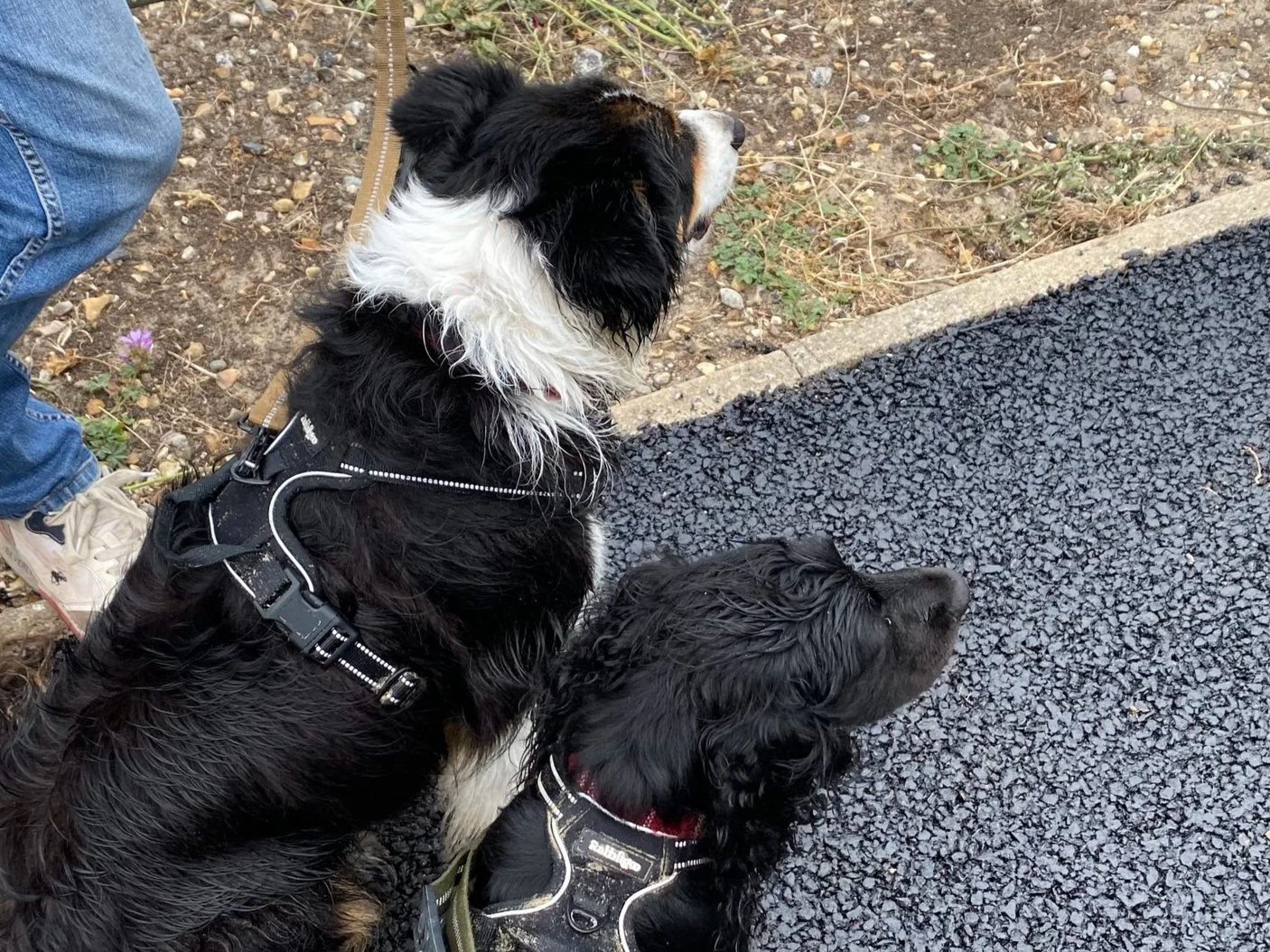 Two black and white dogs wearing harnesses sitting on the ground next to a paved street with some dirt and grass.